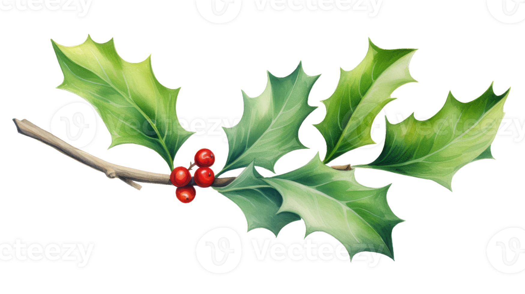 Simple Watercolor Holly Leaf in Isolation on isolated Transparent background. Format png