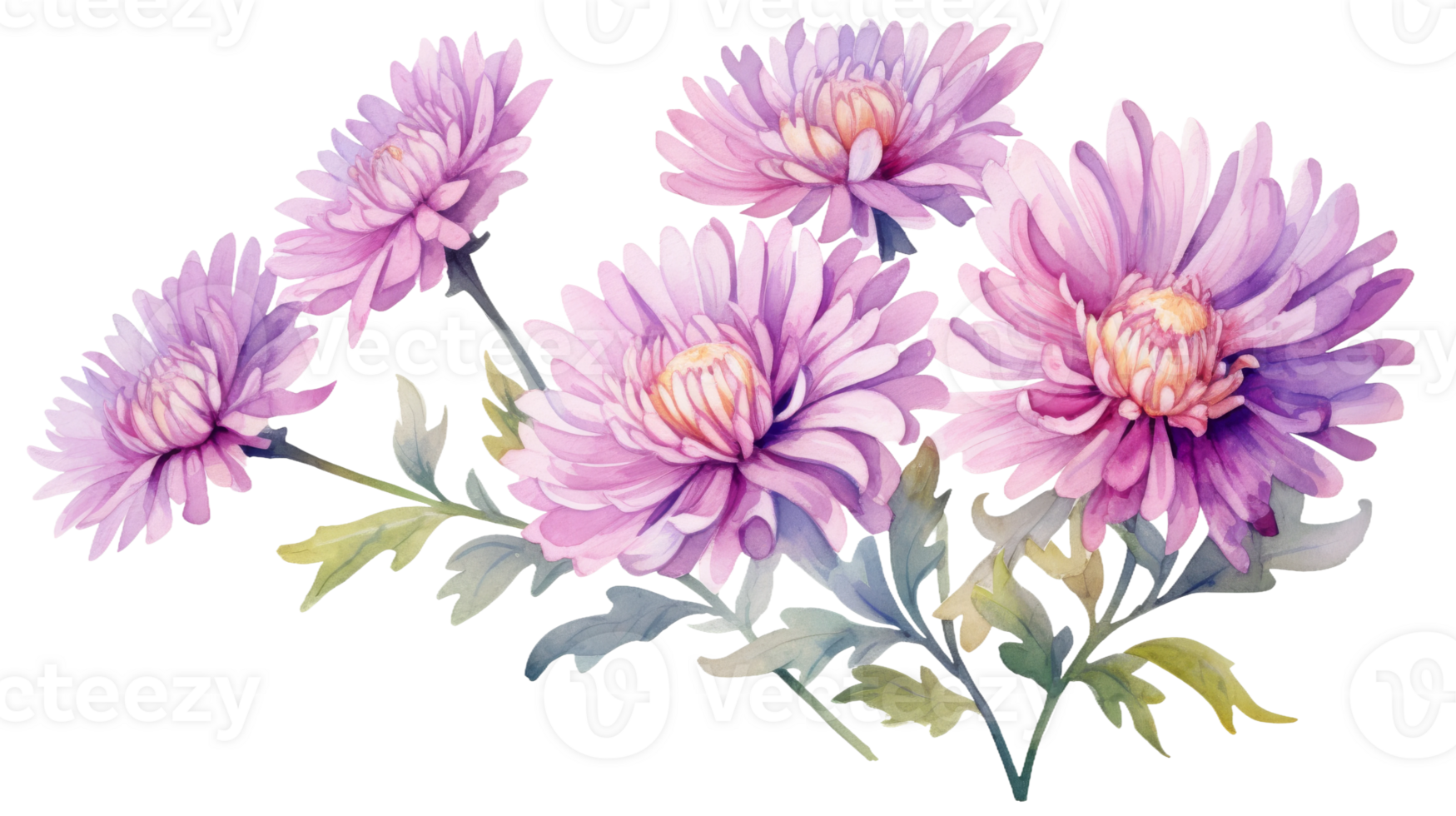 Clean Watercolor Aster Flower Illustration on isolated Transparent background. Format png