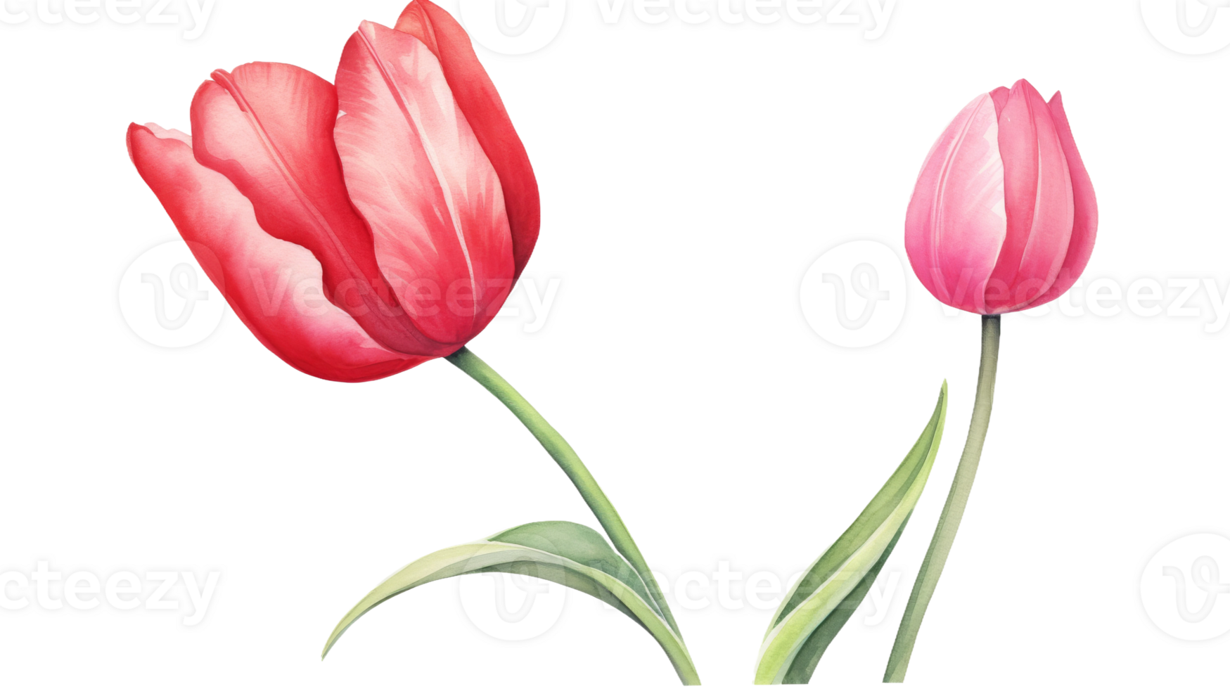 Isolated Closed Tulip Watercolor on isolated Transparent background. Format png