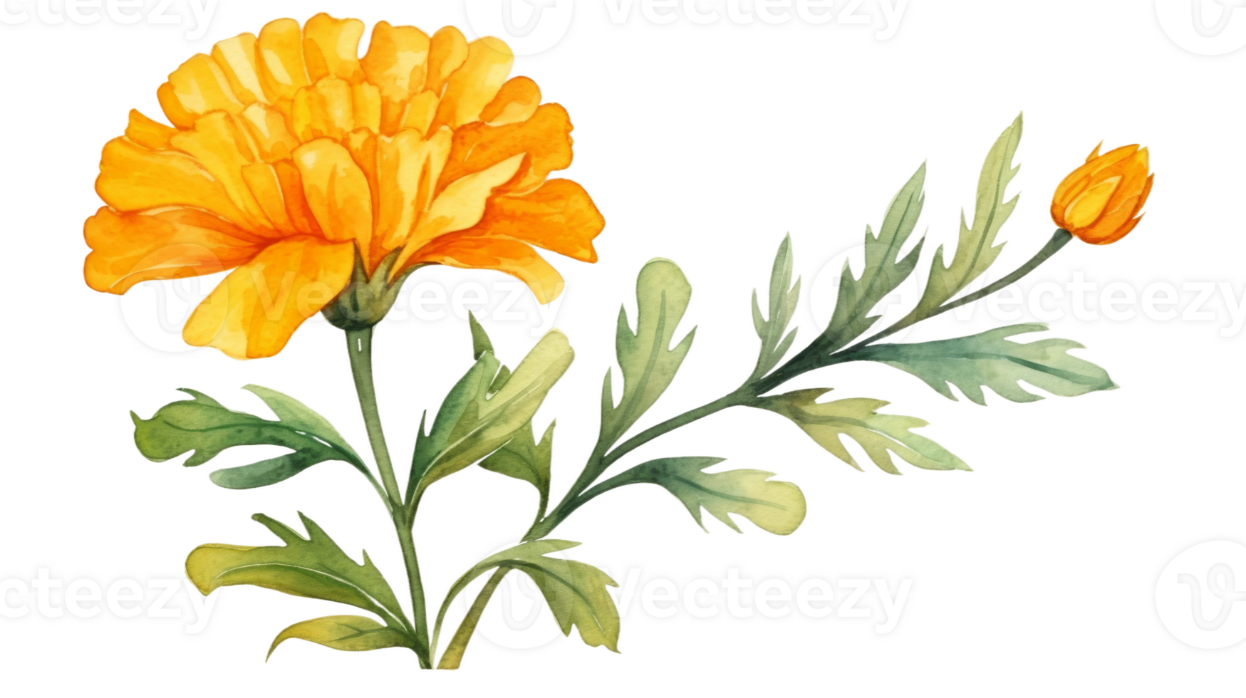 Isolated Watercolor Marigold Flower Element on isolated Transparent background. Format png
