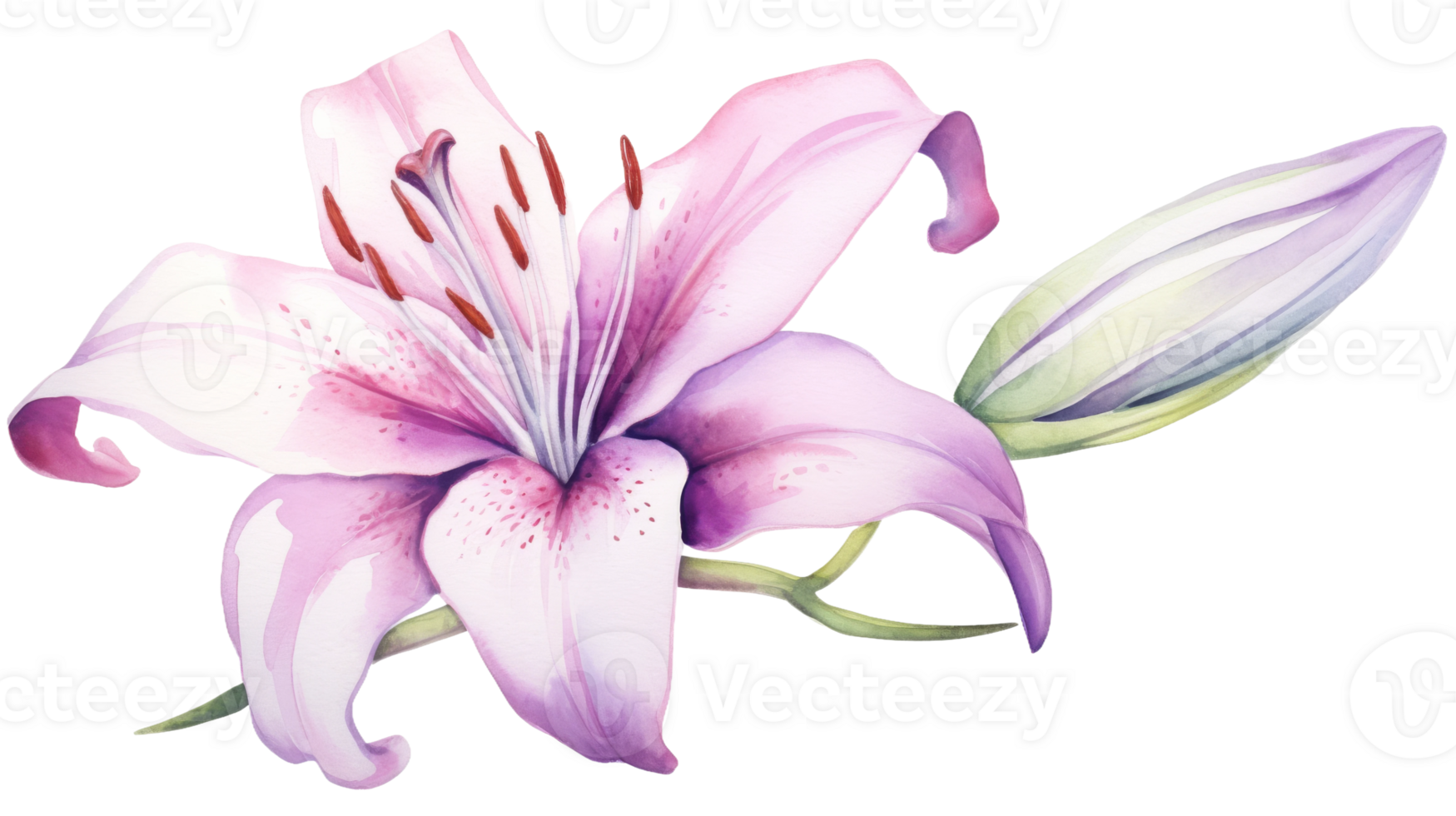 Simple Lily Floral Element in Watercolor on isolated Transparent background. Format png