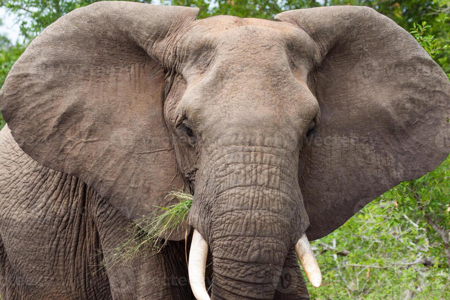 African Elephant eating grass in Kruger NP photo