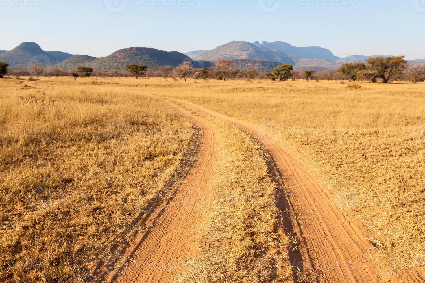 Winter Tracks in Marakele NP photo