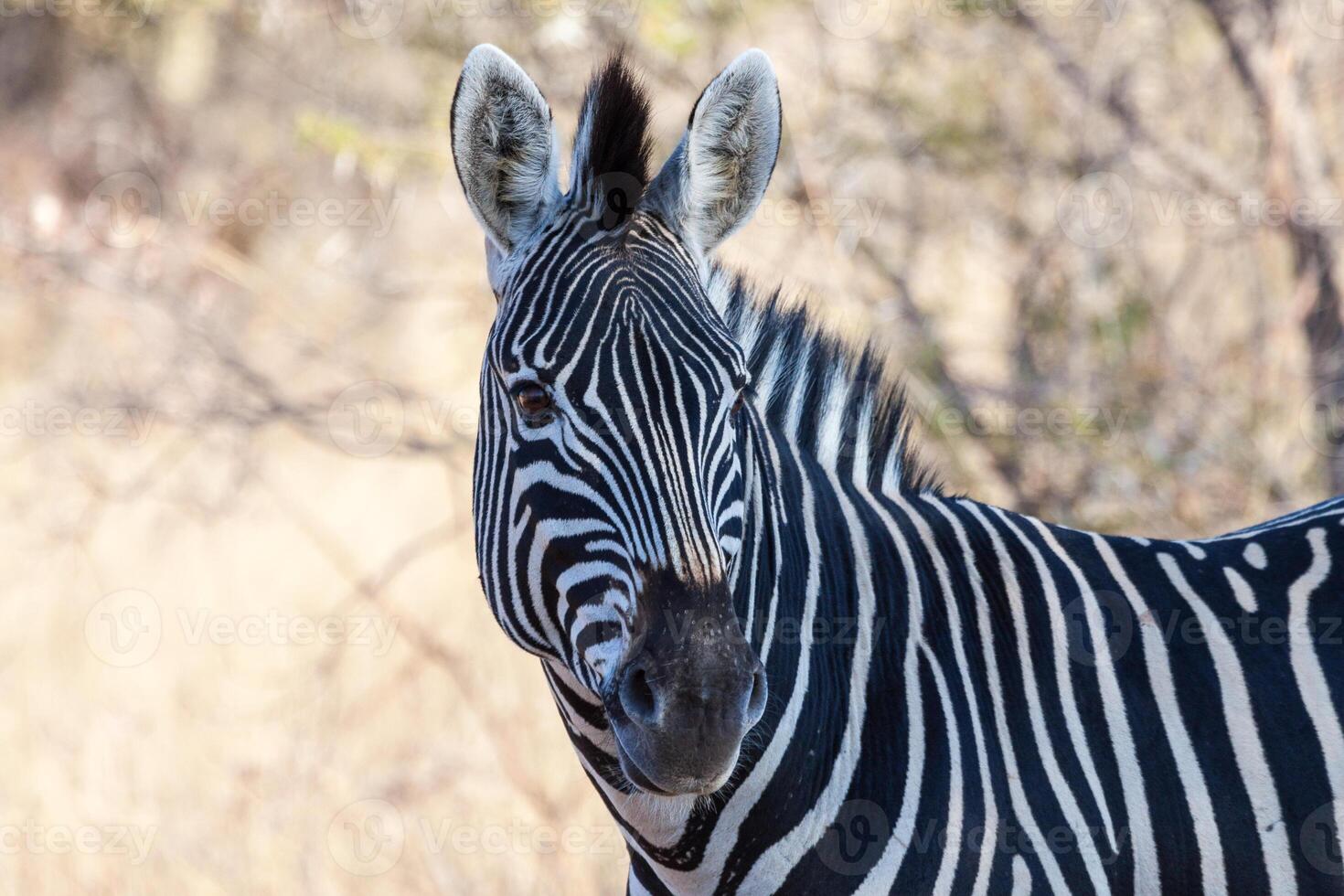 Burchell's Zebra in Mokala NP photo