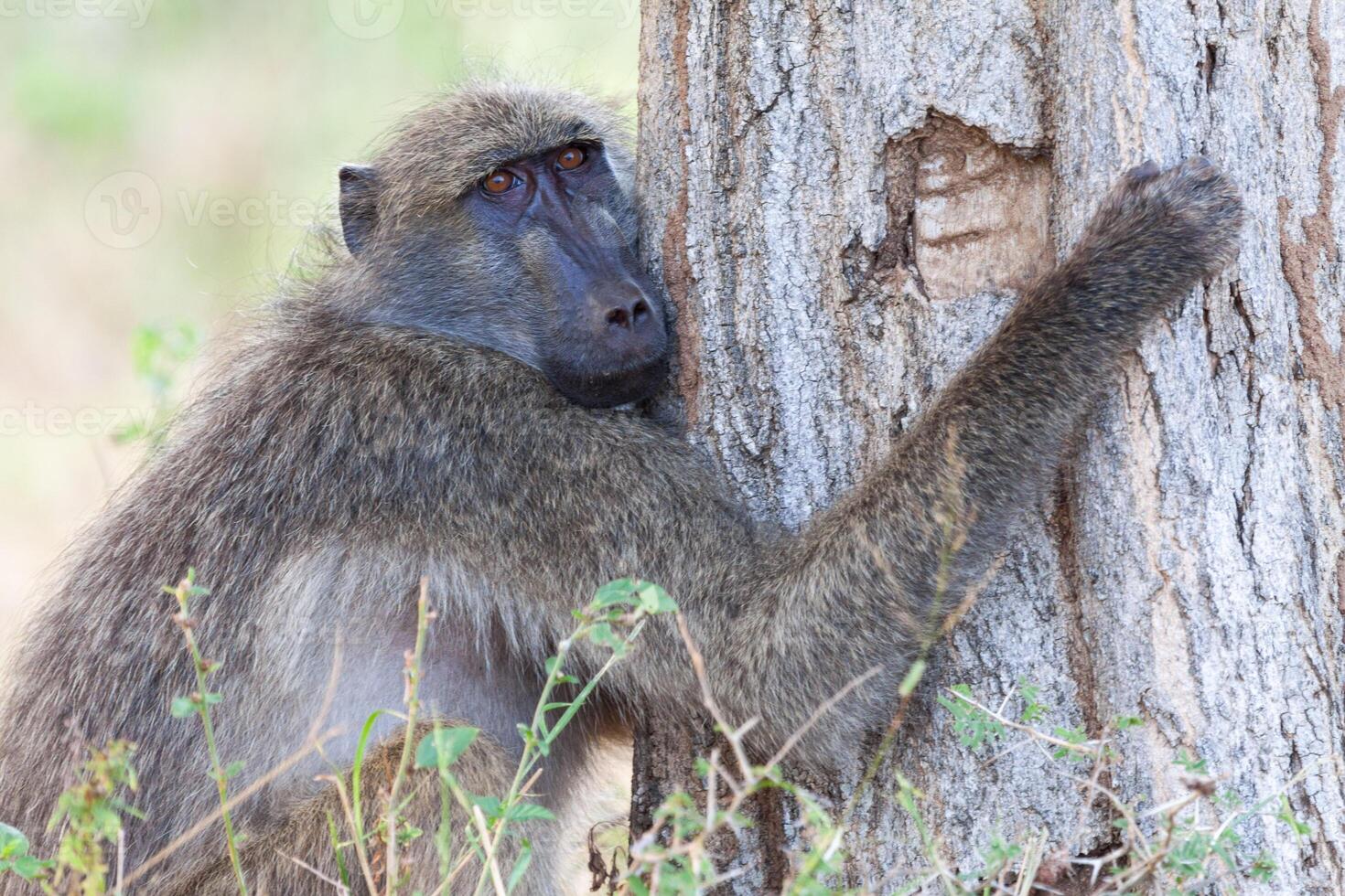 Tree hugging baboon photo