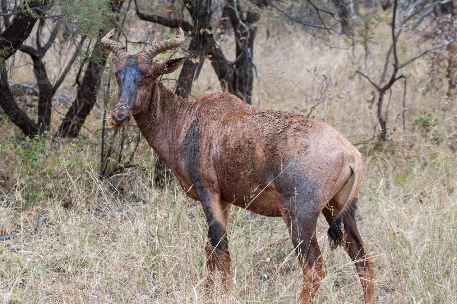 Lone Tsessebe in Marakele NP photo