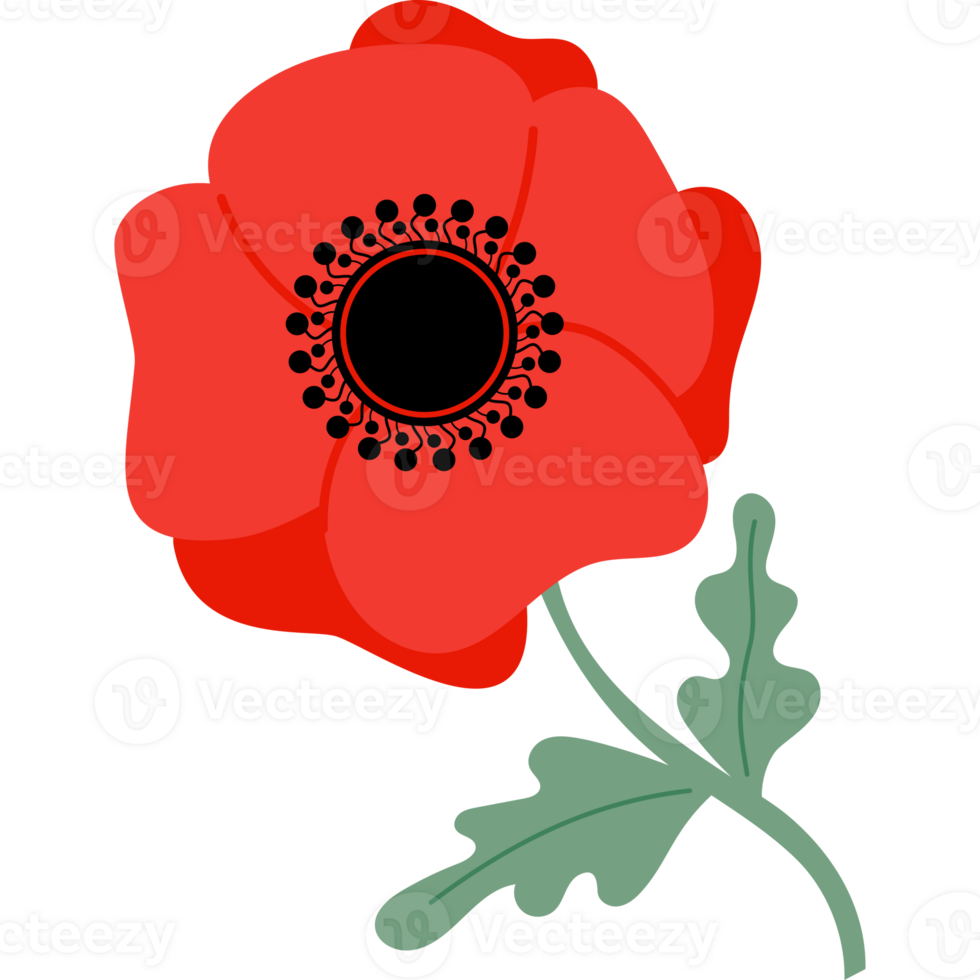 Red poppy flower png