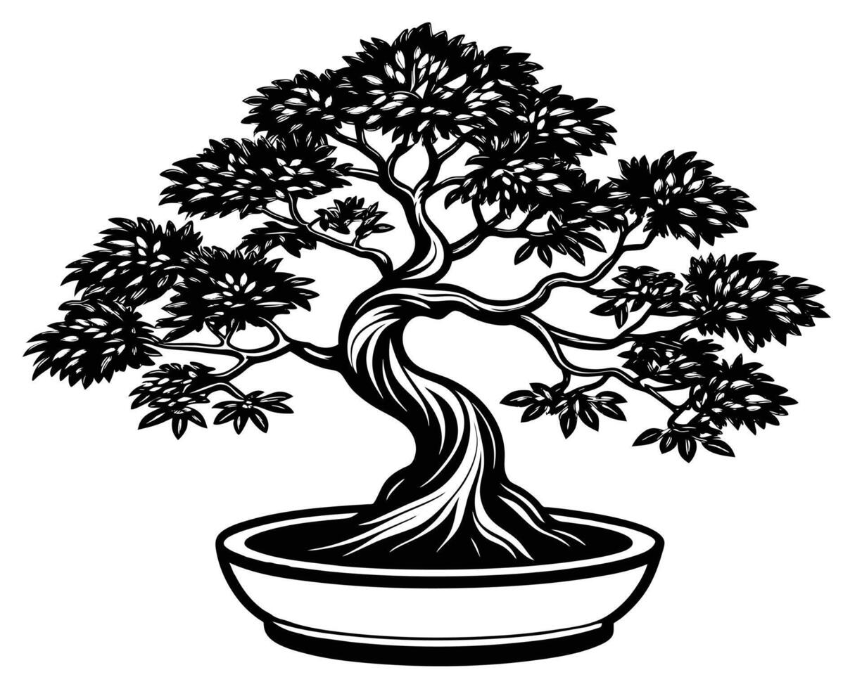 Bonsai tree isolated on white vector