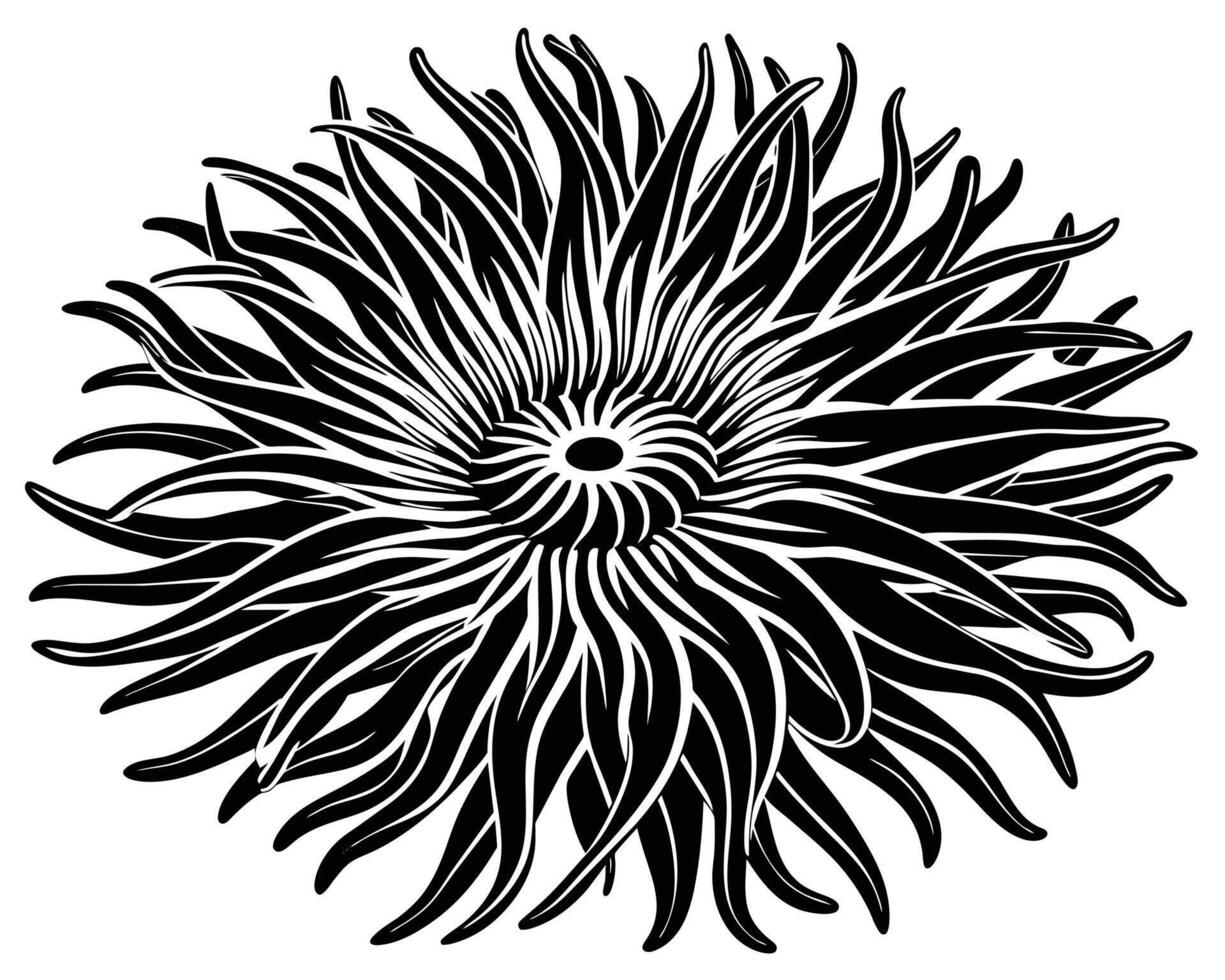 Anemone Outline illustration vector