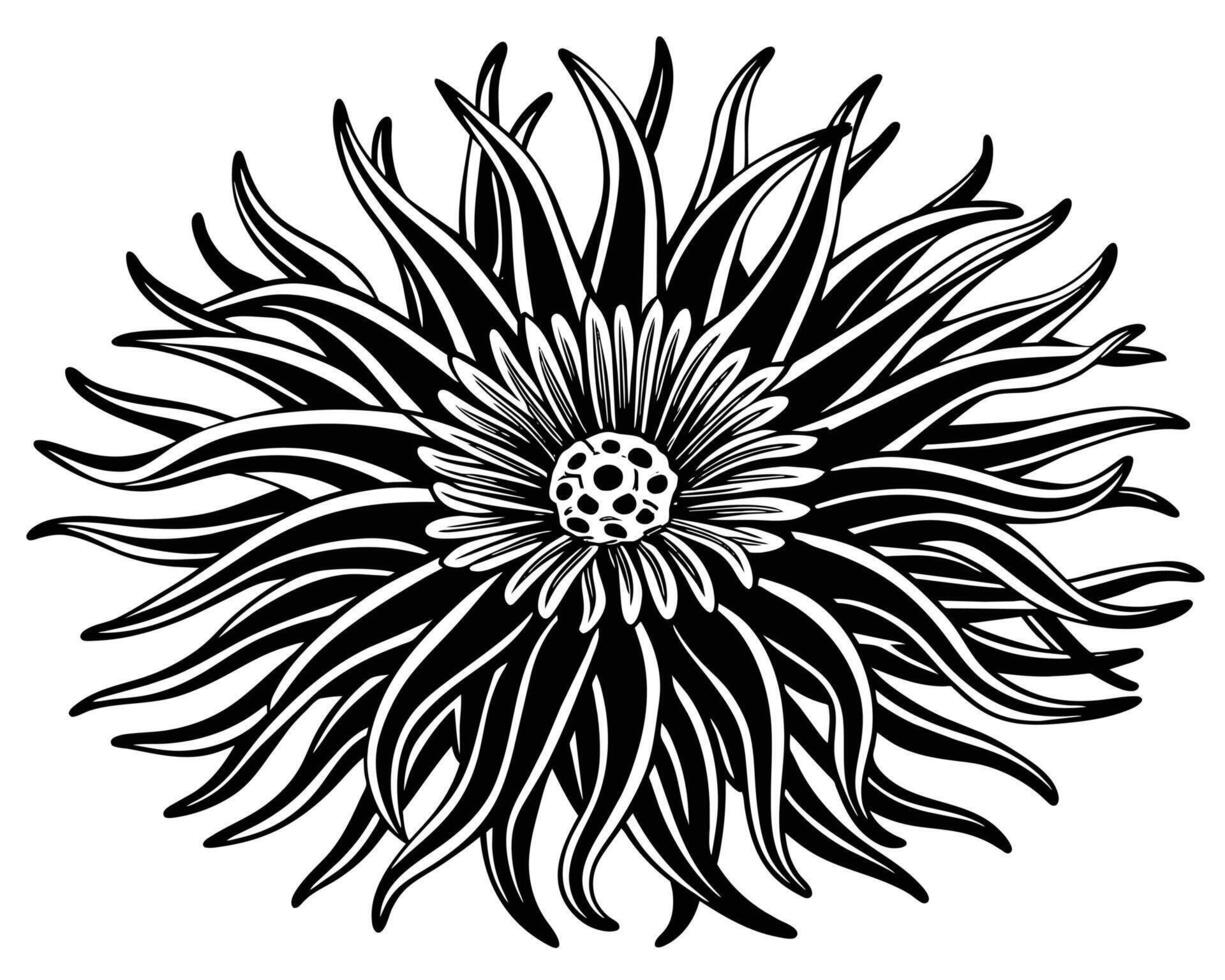 Anemone Outline illustration vector