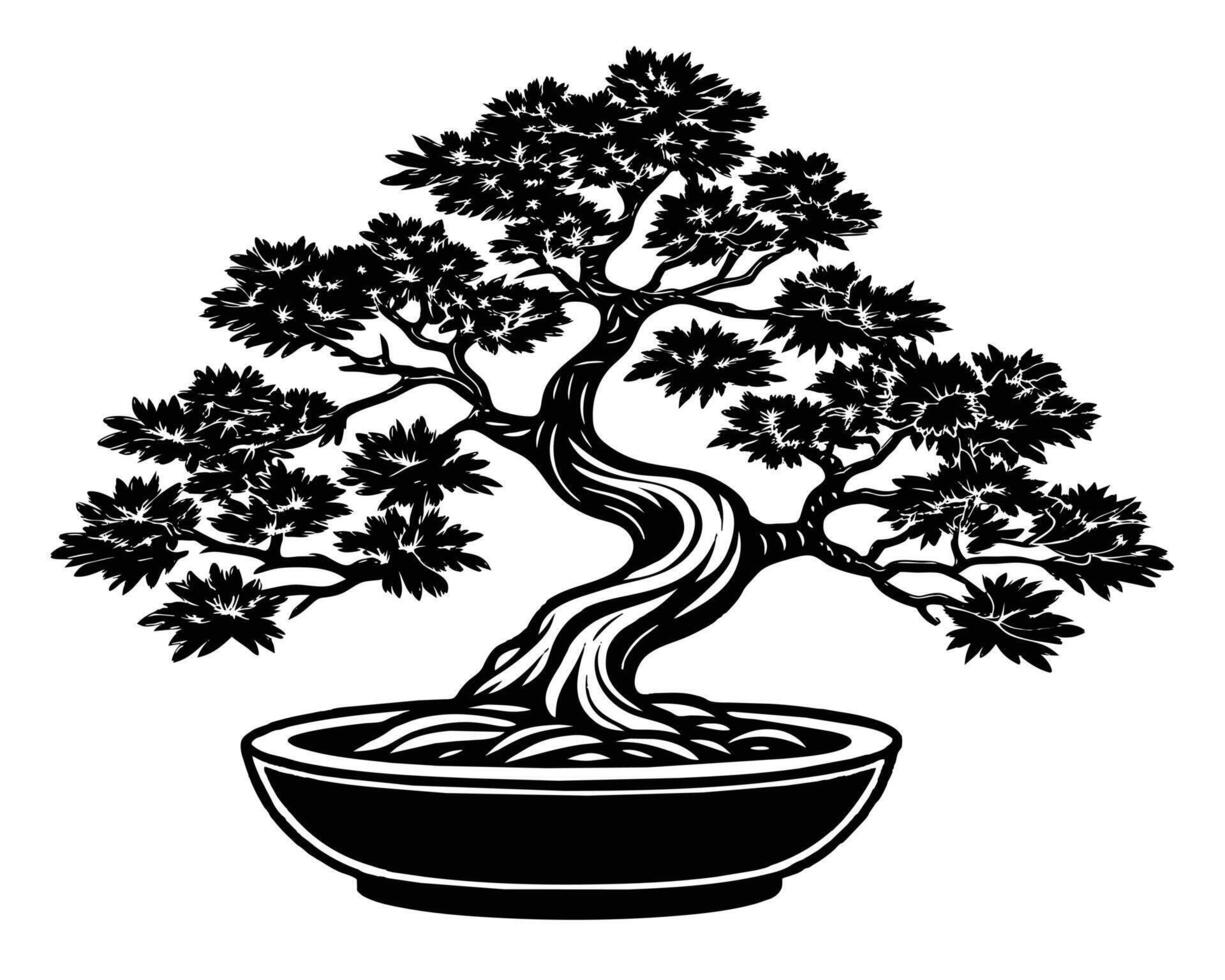 Bonsai tree isolated on white vector