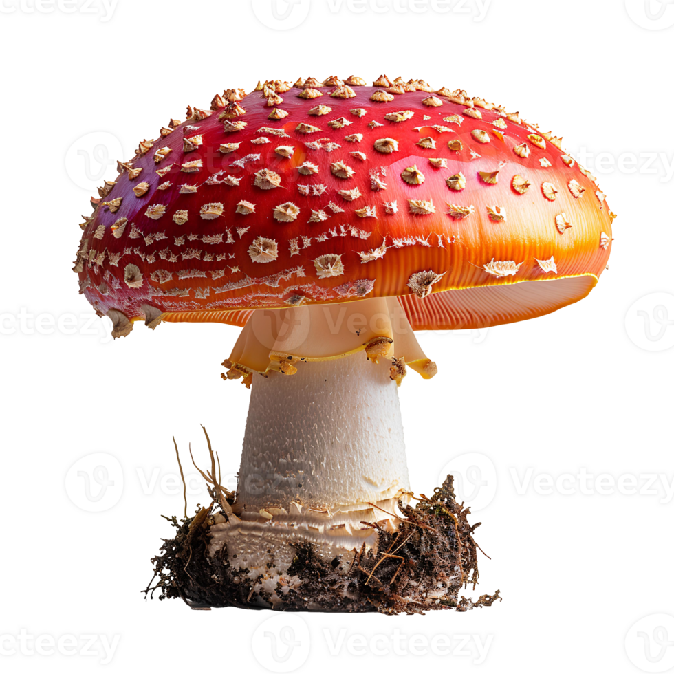 Fly agaric mushroom isolated. Red mushroom with polka dots isolated. Fly agaric mushroom top view. Mushroom flat lay isolated png