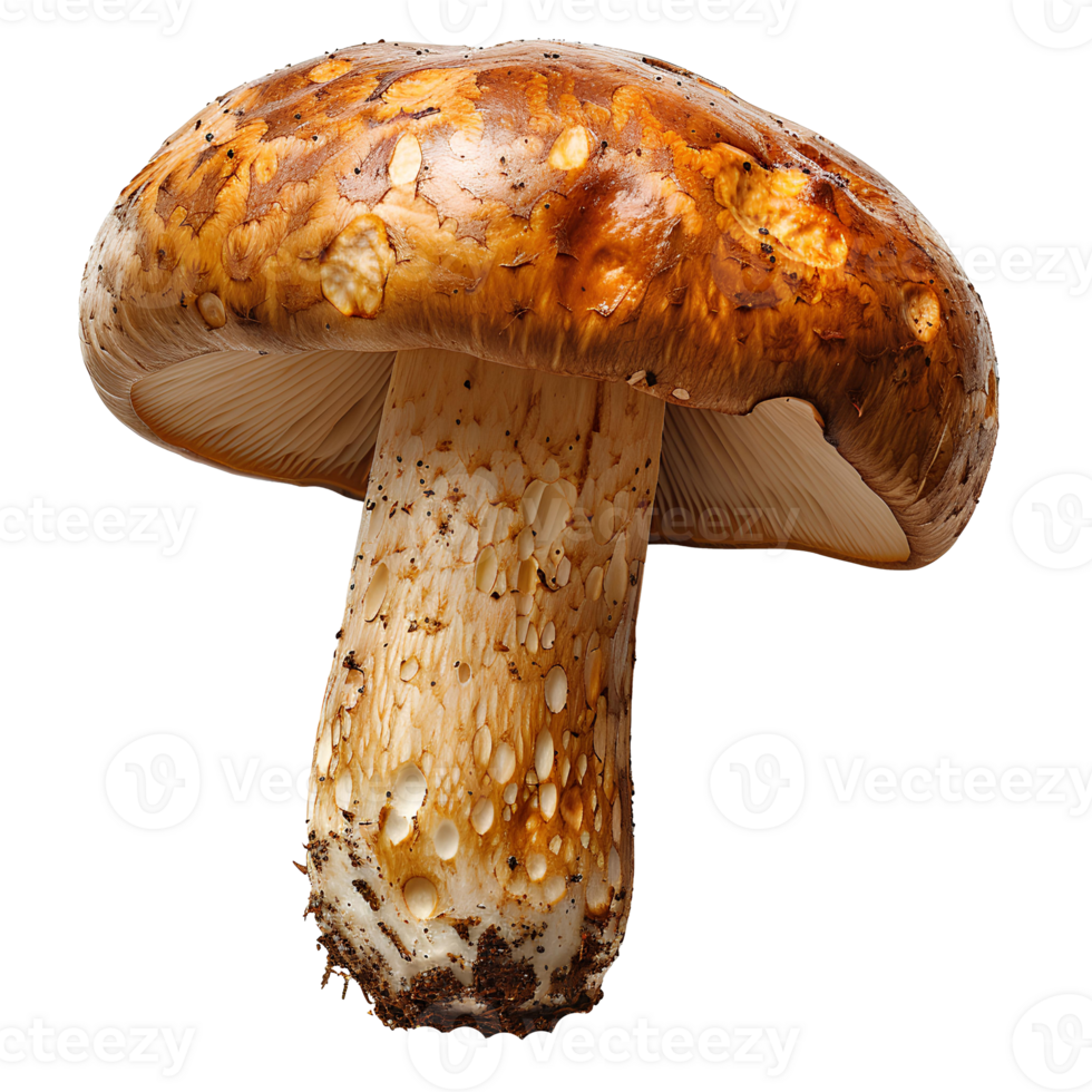 Boletus edulis mushroom. Brown mushroom isolated. Boletus edulis mushroom top view isolated. Mushroom flat lay isolated png