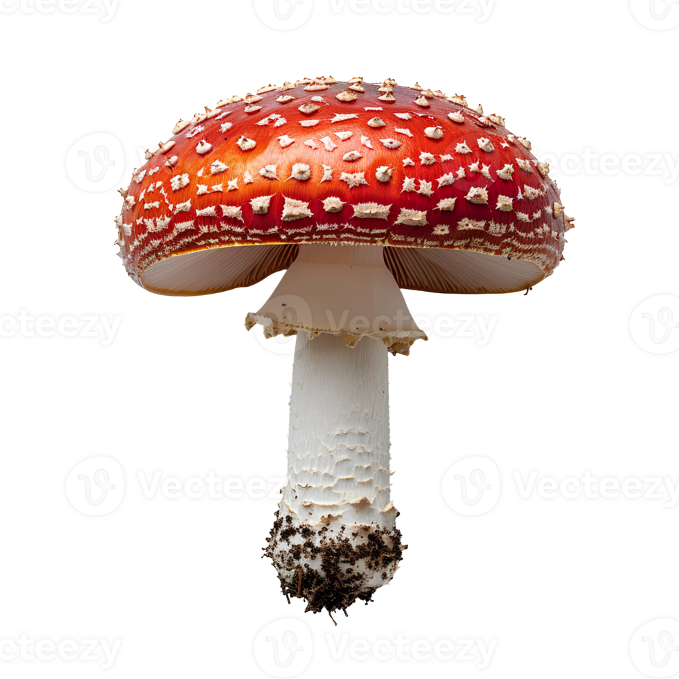 Fly agaric mushroom isolated. Red mushroom with polka dots isolated. Fly agaric mushroom top view. Mushroom flat lay isolated png