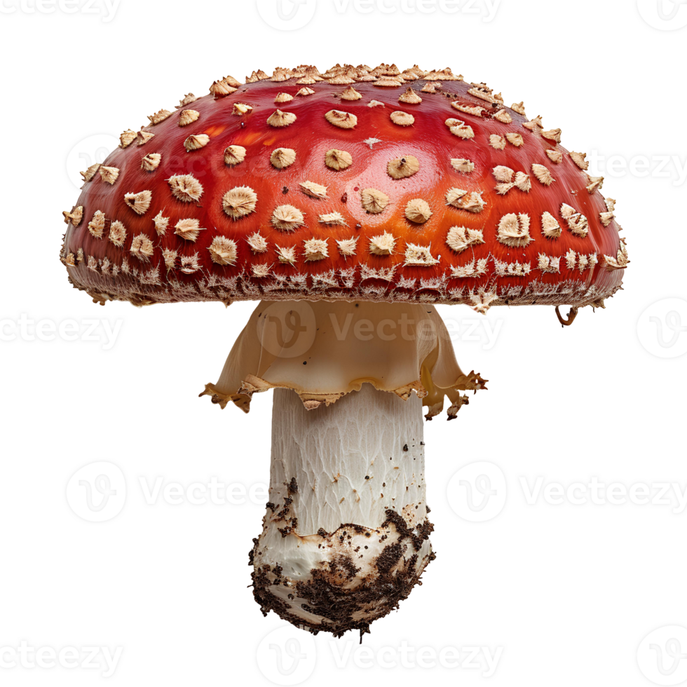 Fly agaric mushroom isolated. Red mushroom with polka dots isolated. Fly agaric mushroom top view. Mushroom flat lay isolated png