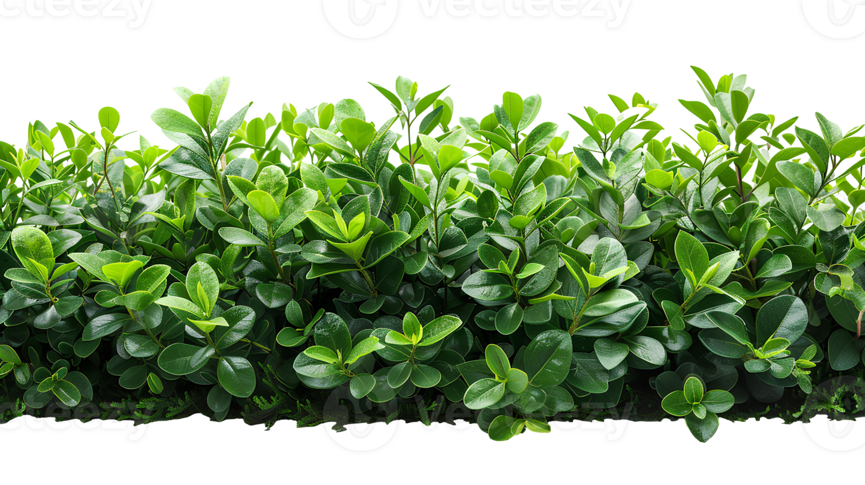 Bush isolated. Green plant isolated png