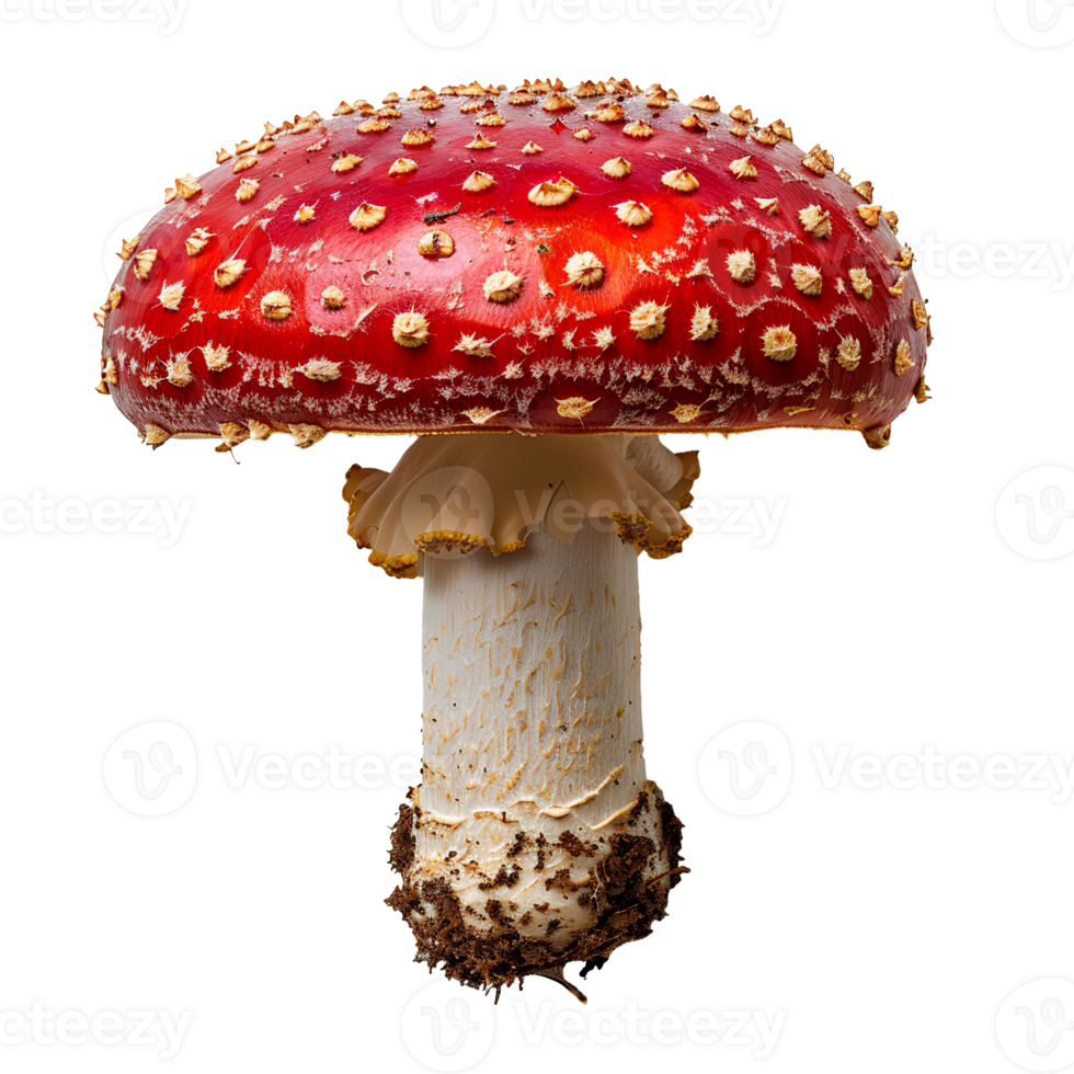 Fly agaric mushroom isolated. Red mushroom with polka dots isolated. Fly agaric mushroom top view. Mushroom flat lay isolated png