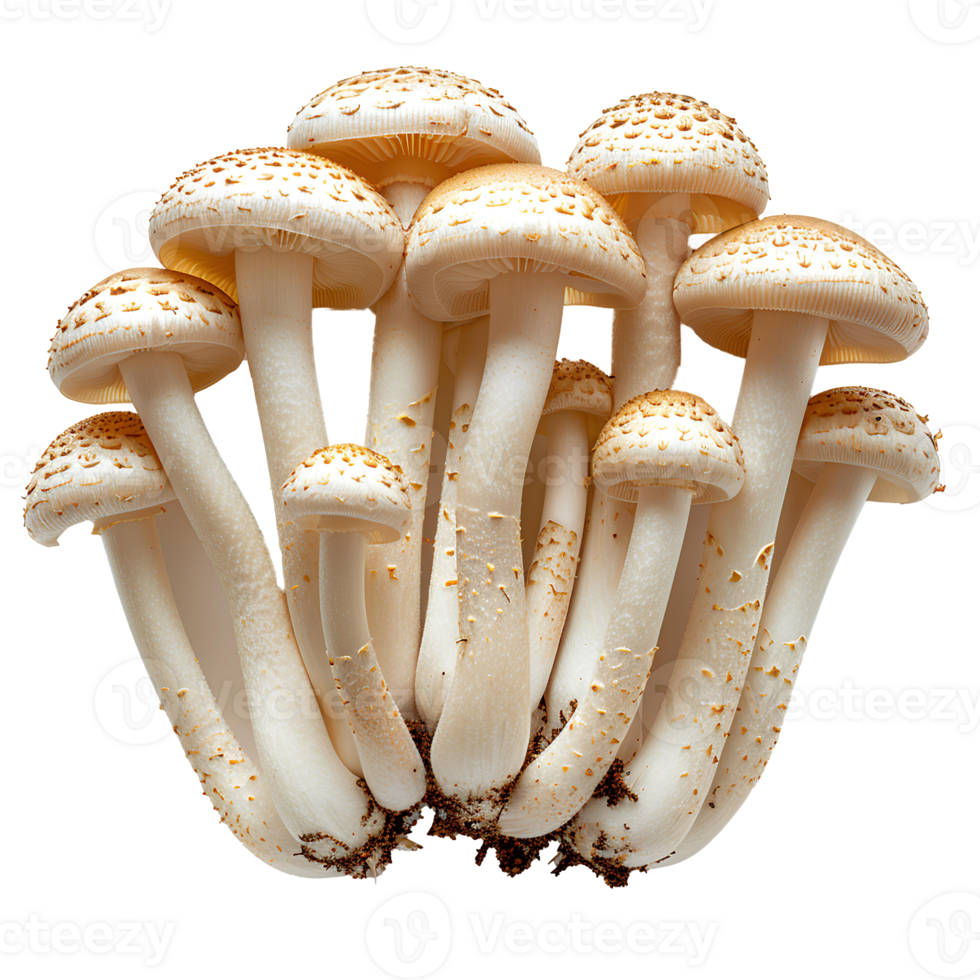 Enoki mushroom isolated. White mushroom isolated. Enoki mushroom top view. Mushroom flat lay isolated png