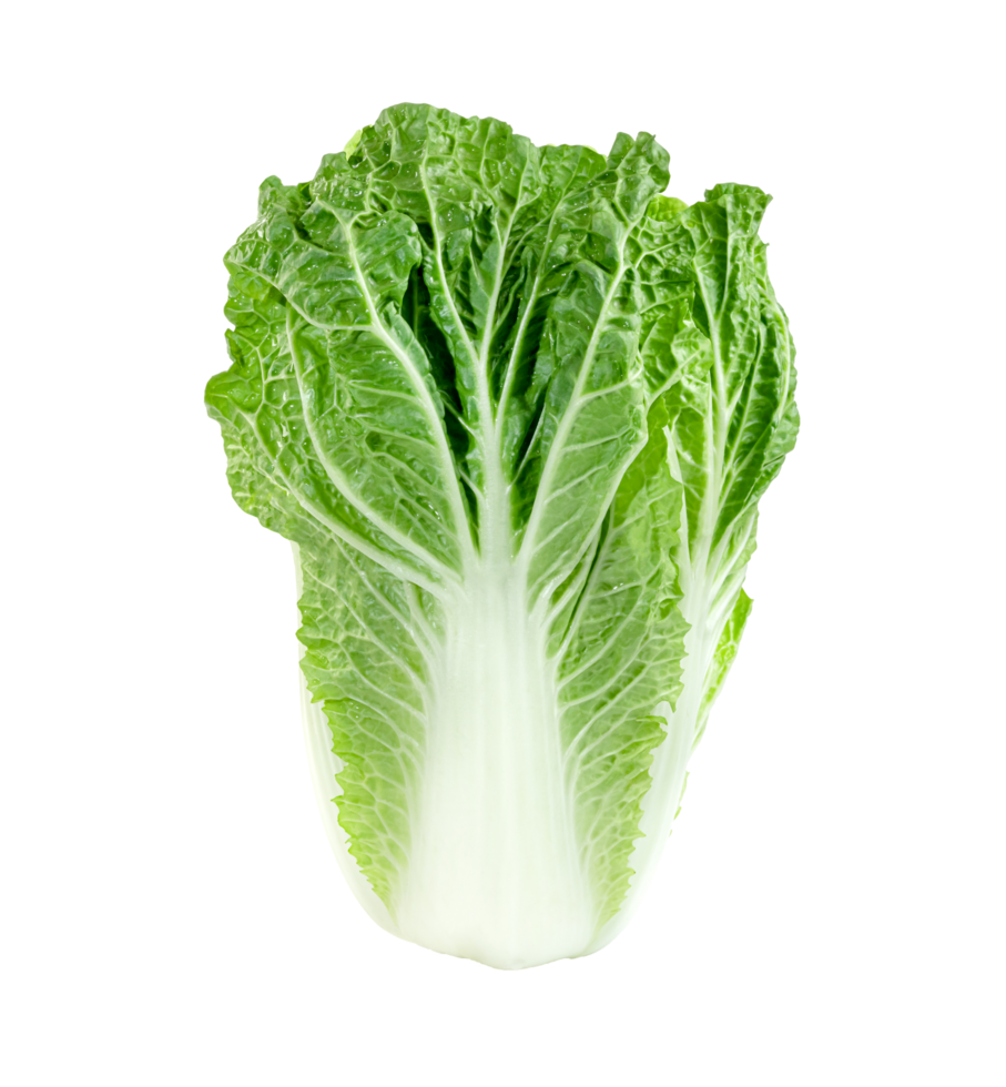 Fresh chinese cabbage leaf isolated. Green leaves pattern png