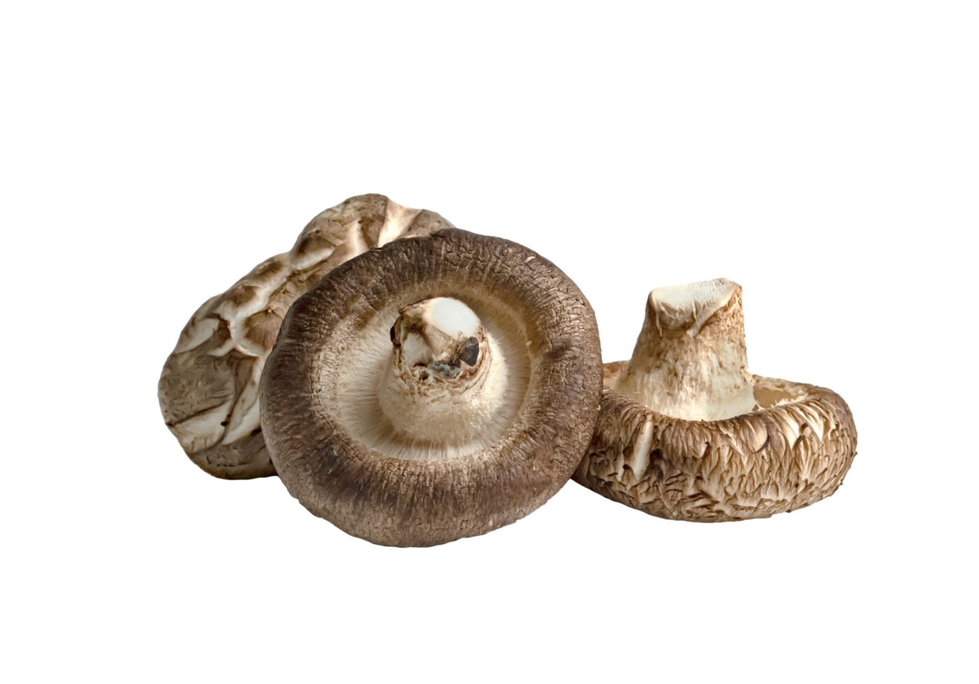 shiitake champignons isolé png
