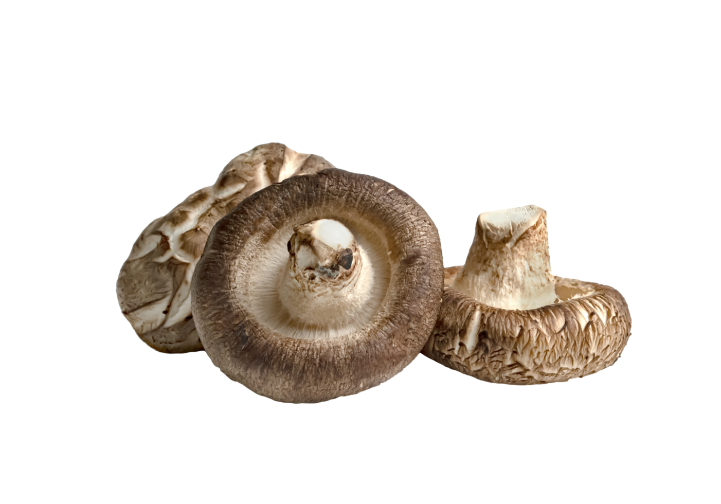 Shiitake Mushrooms isolated png