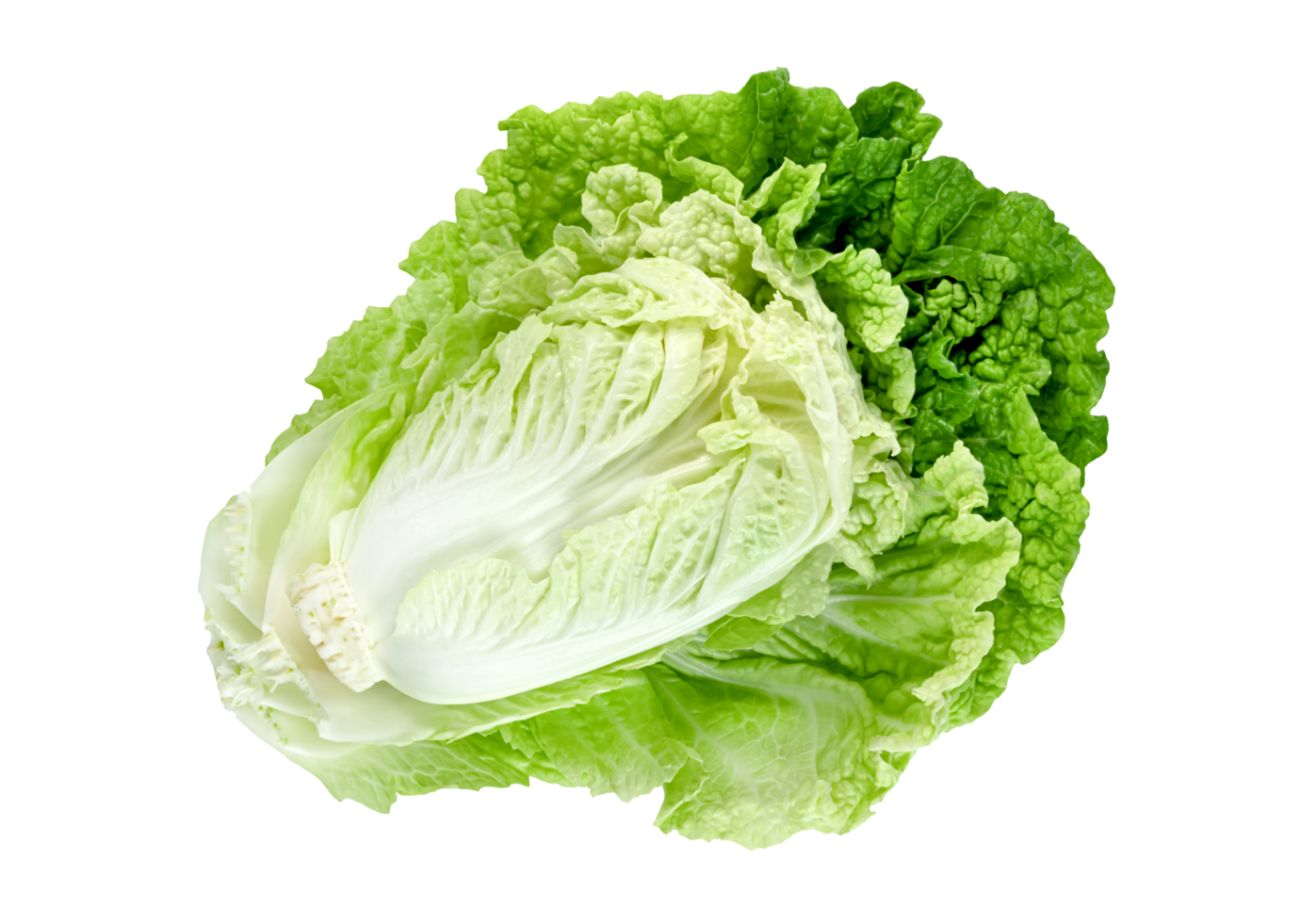 Fresh chinese cabbage leaf isolated. Green leaves pattern png