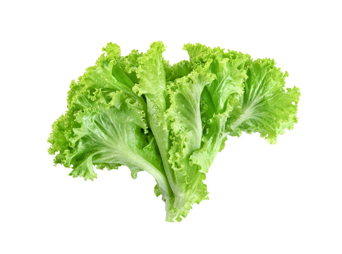 Lettuce leaf isolated. Green leaves pattern ,Salad ingredient png