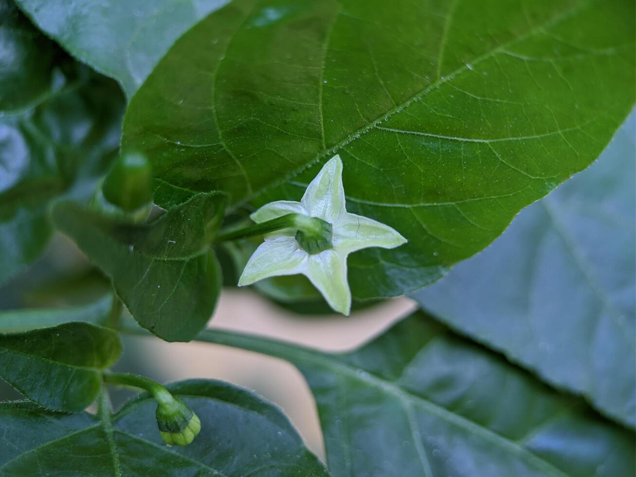 Macro of fresno pepper flower plant photo