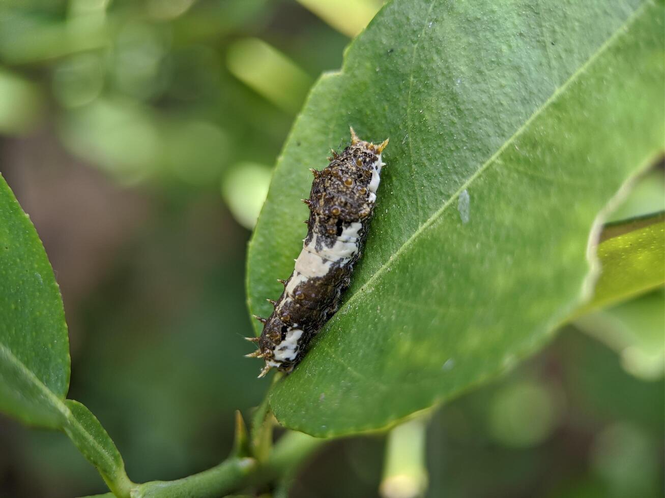 Macro of common mormon larva insect on green leaves photo