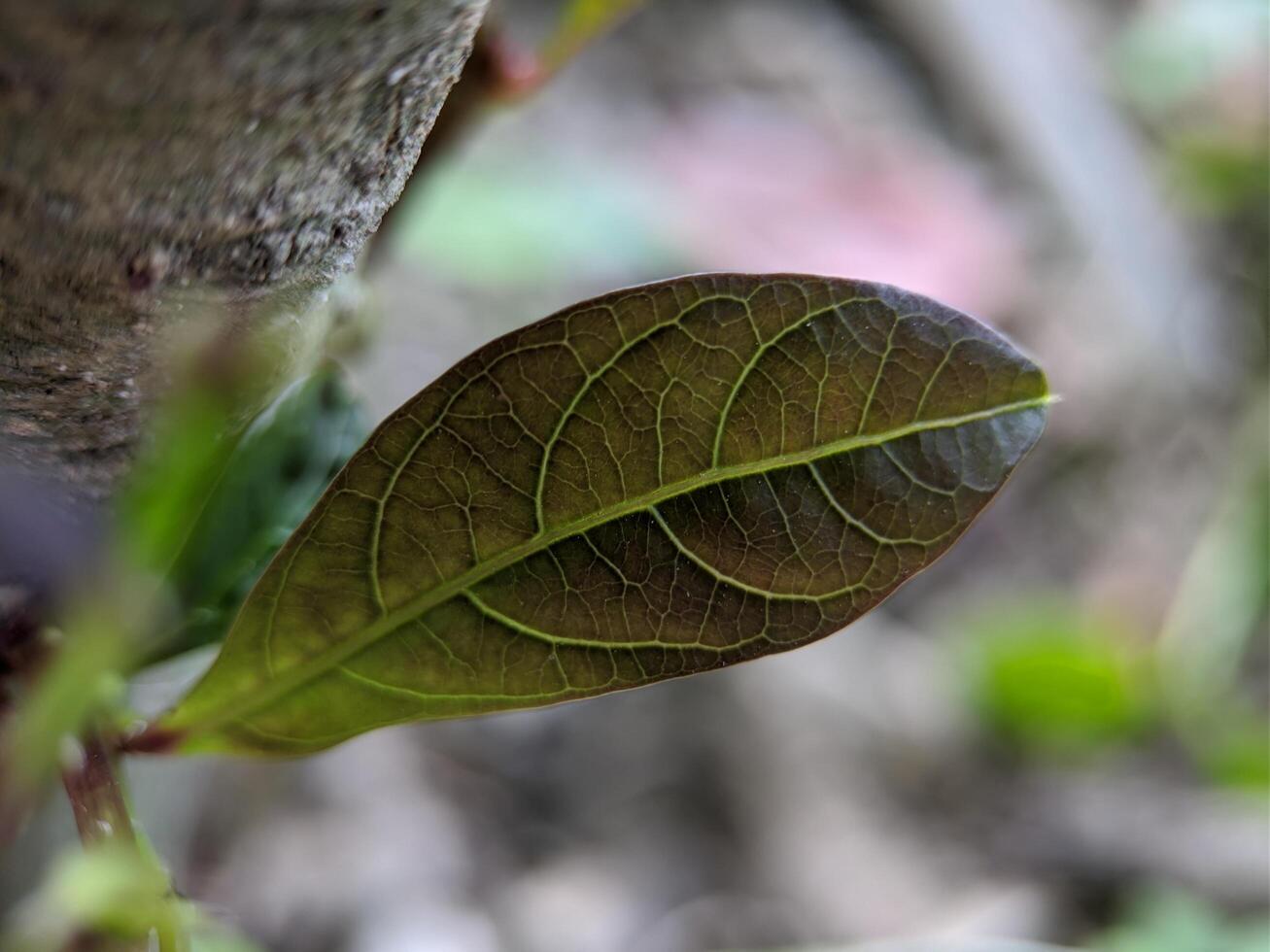 Macro of brown leaves texture with blurred on background photo