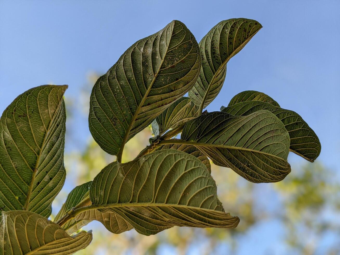 Green guava leaves with creamy blur on background photo