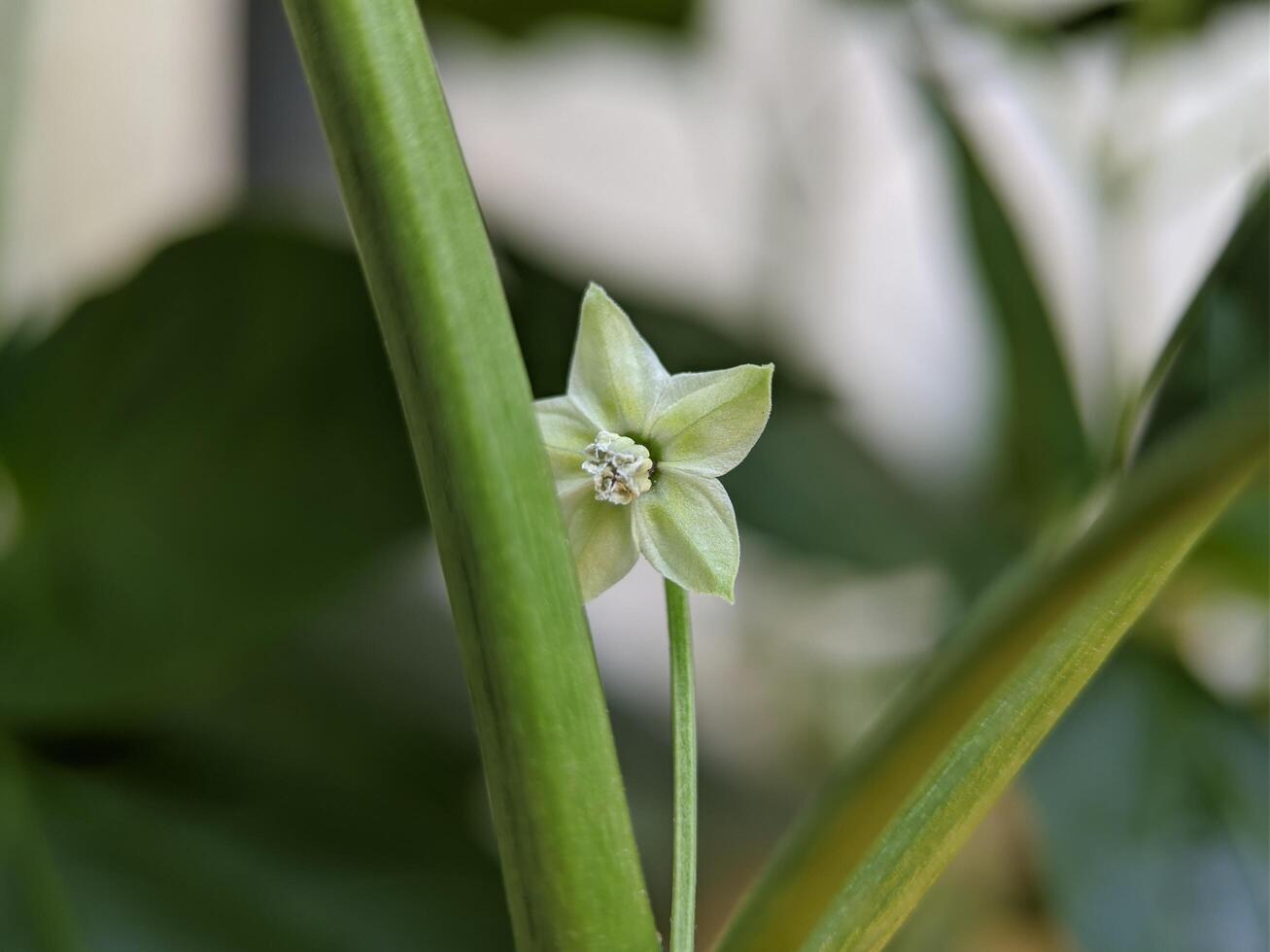 Macro of fresno pepper flower plant photo