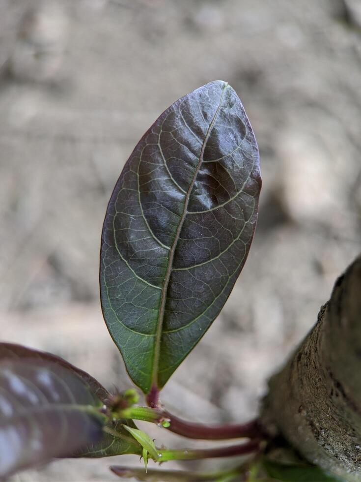 Macro of brown leaves texture with blurred on background photo