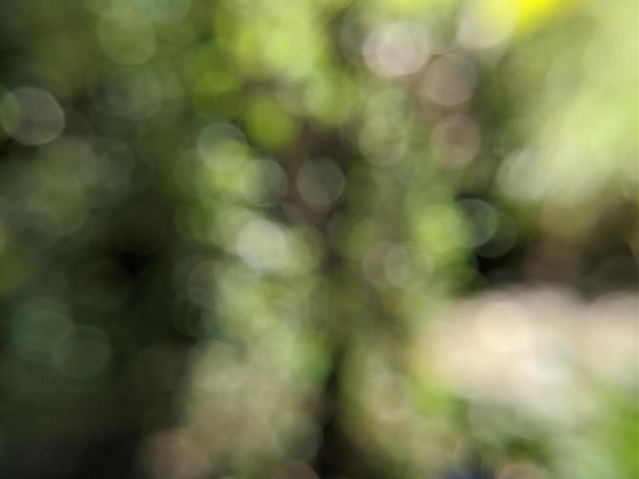 Blur abstract background of green nature environment concept photo