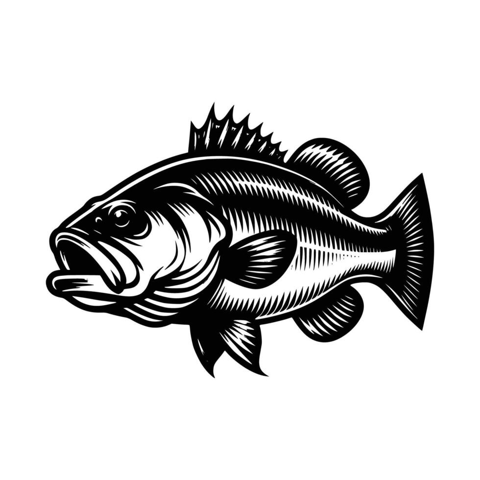 Bass fish illustration Free art vector