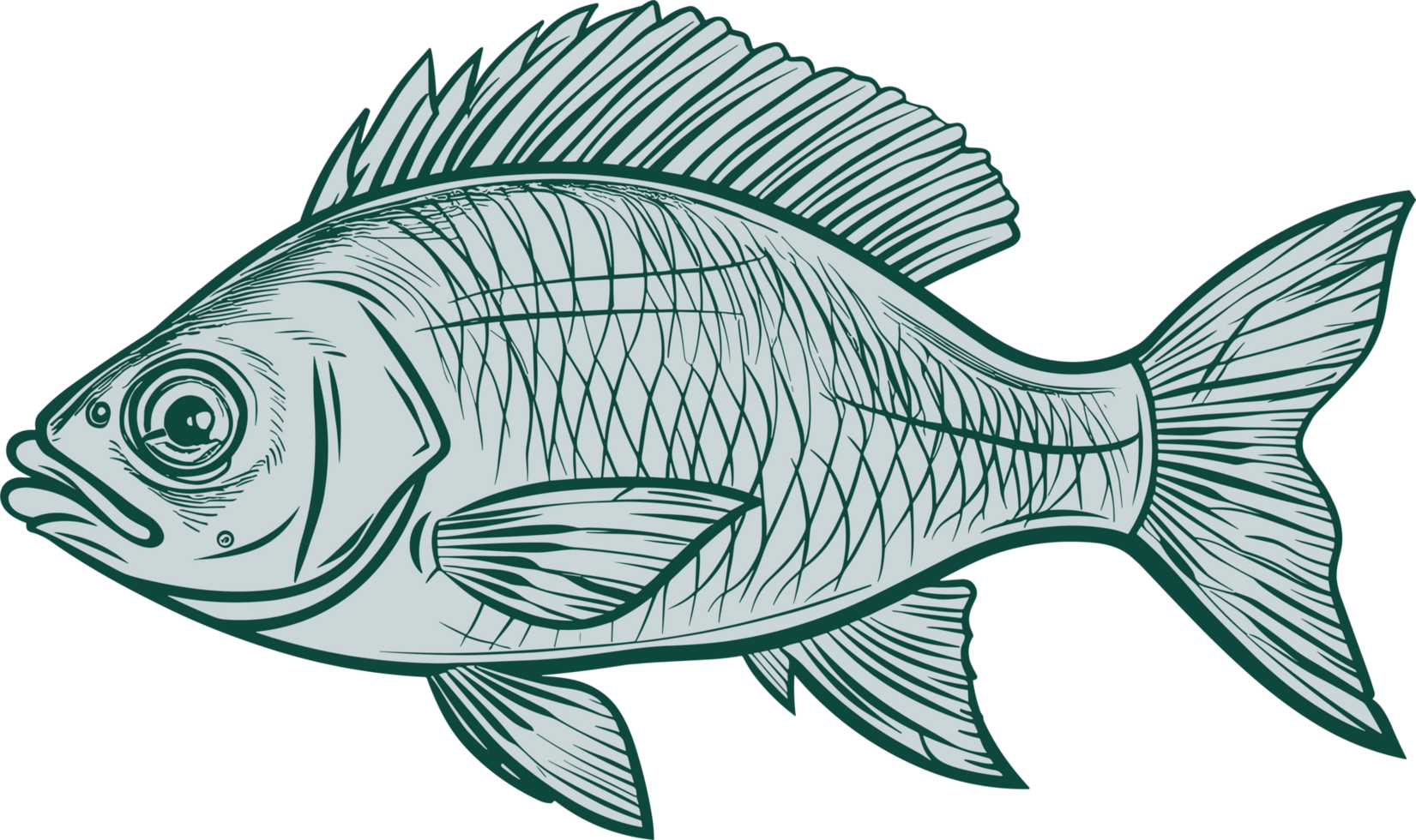 Fish drawing clipart design illustration png