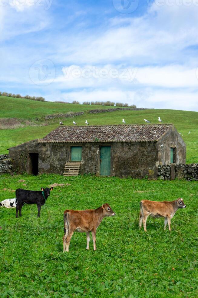 Generated imaThree young cows grazing in a lush meadow with a traditional house from Terceira Island, Azores, and seagulls perched on the roof.ge photo