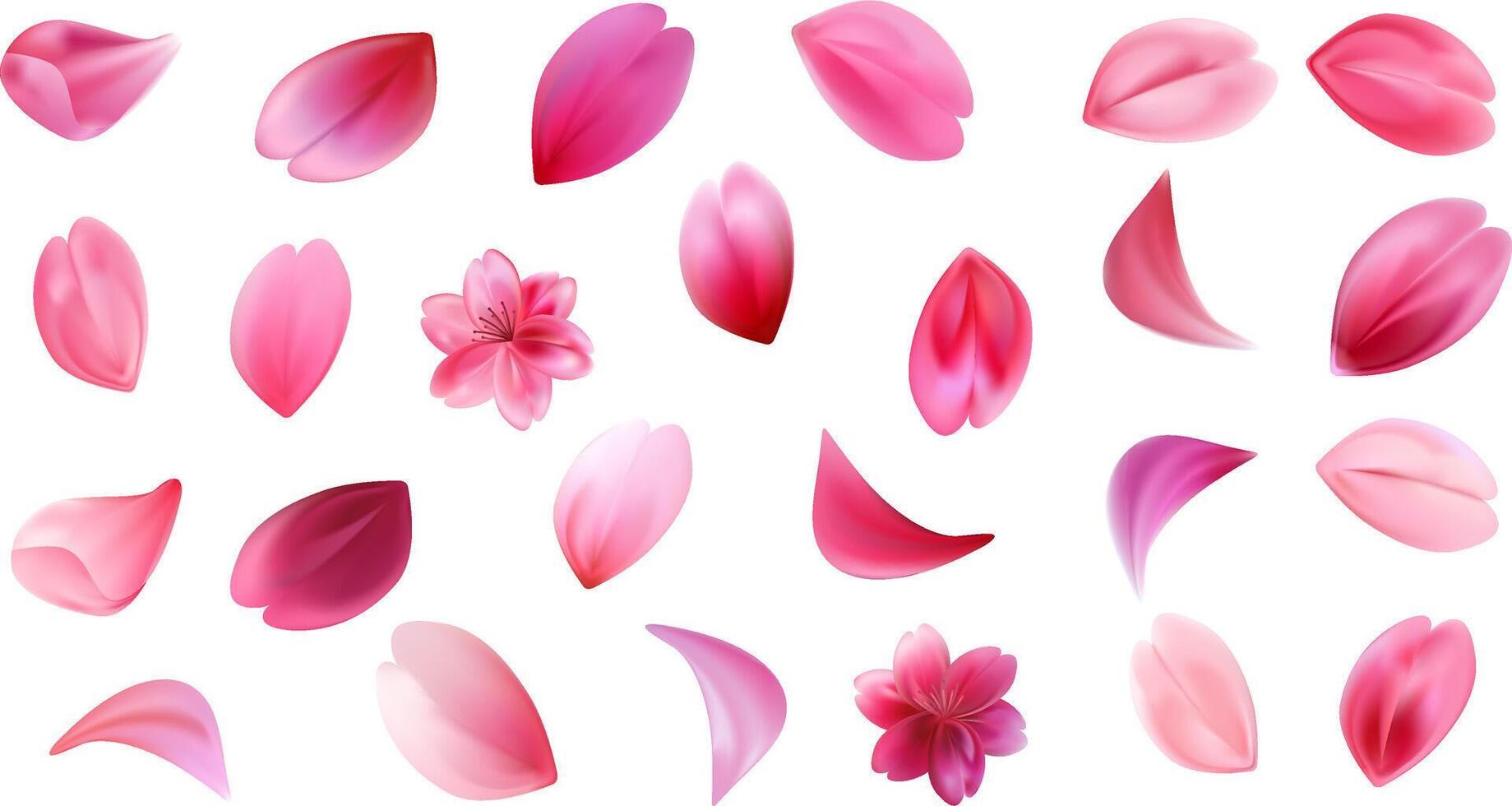 Set of different chaotic sakura petals. Cherry blossom concept. vector