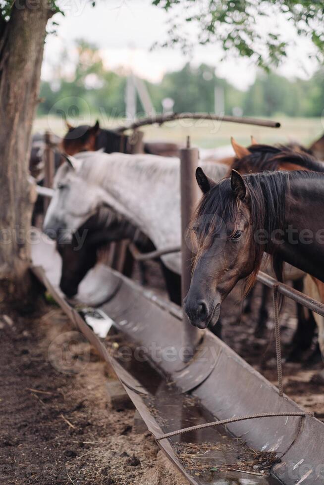 Horses in the corral at the farm. Selective focus photo