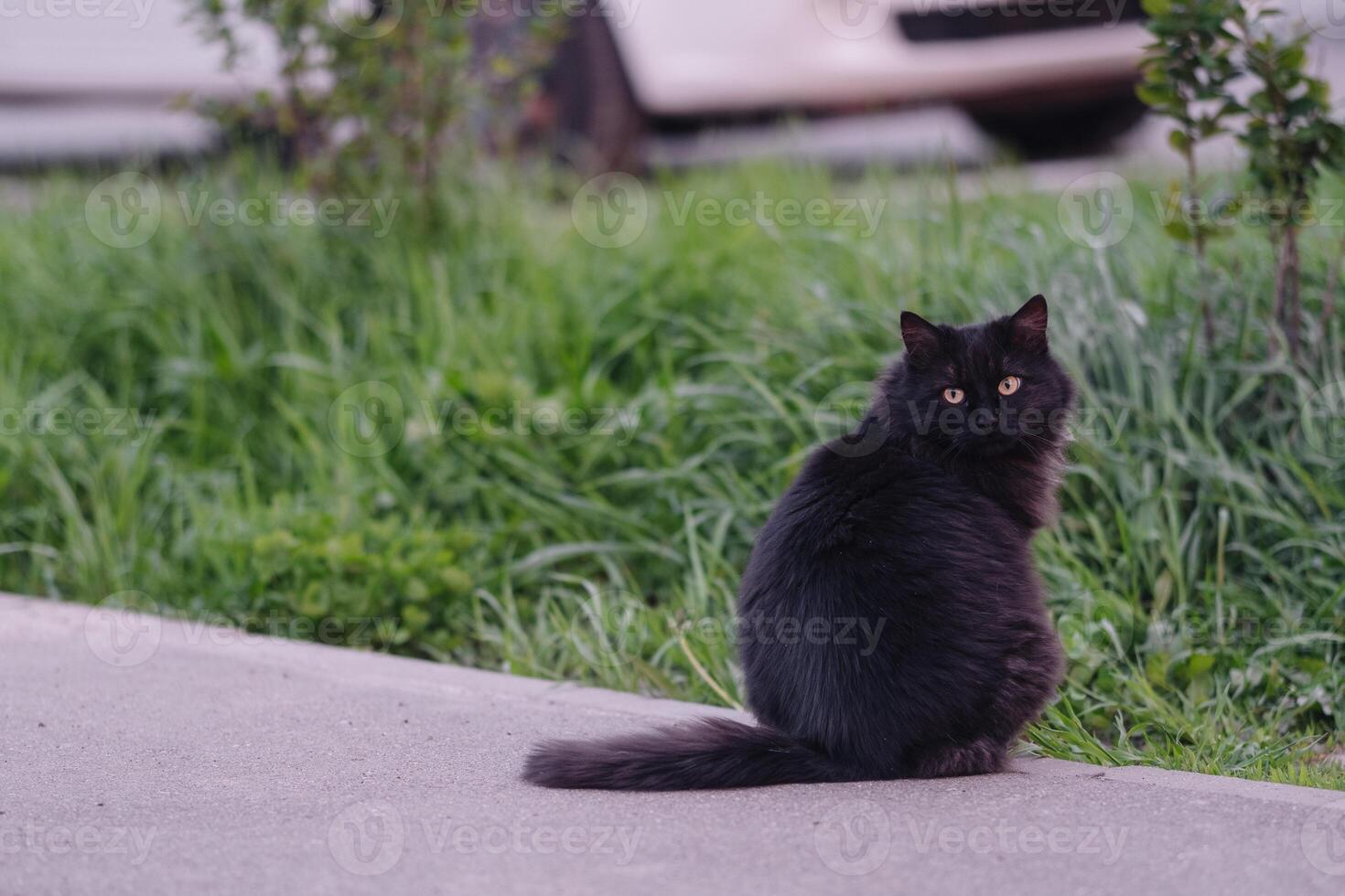 Black cat sitting on the road. Shallow depth of field. photo