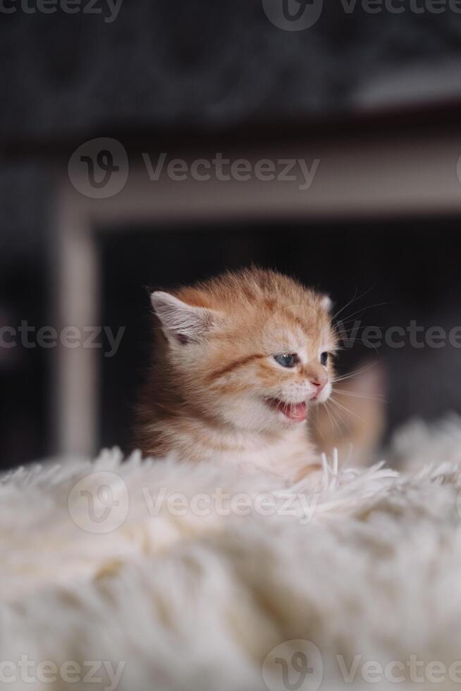 Cute little ginger kitten playing on the bed. Fluffy cat photo