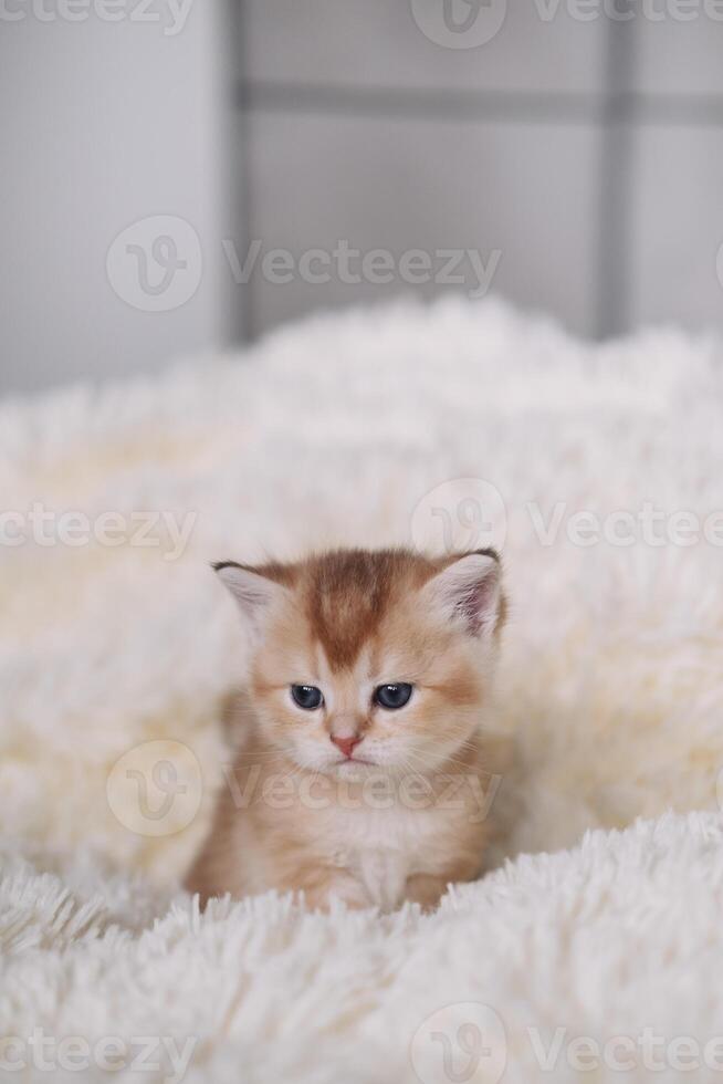 ginger british shorthair kitten on a white fur blanket photo