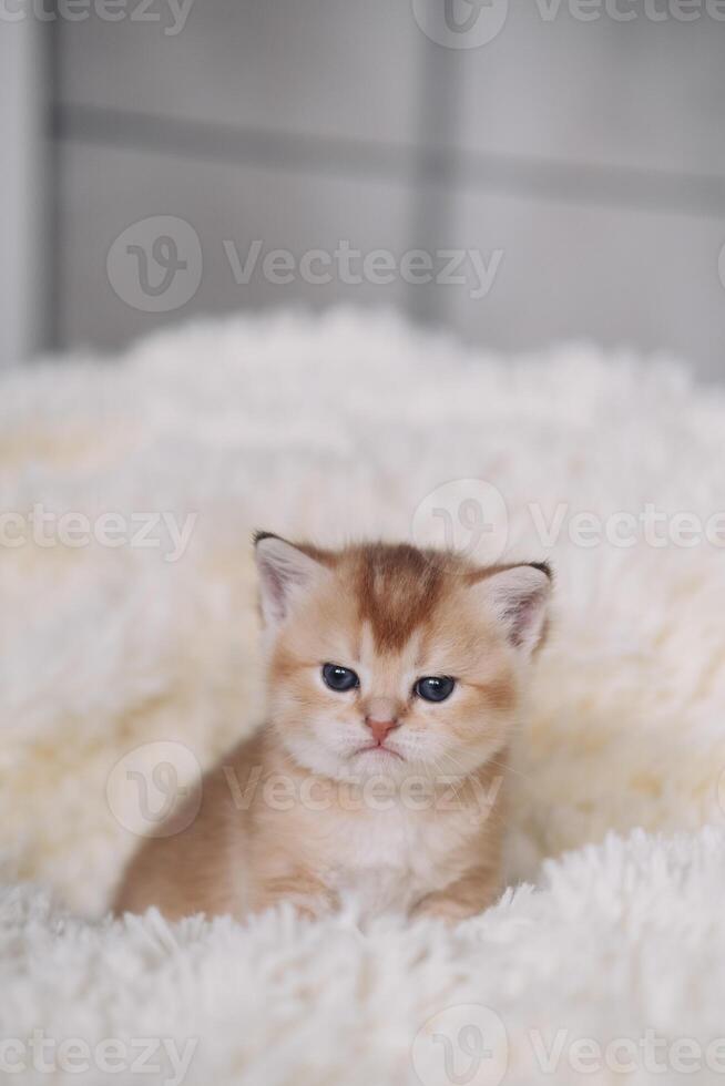 British kitten lying on a white fluffy blanket and looking at the camera photo