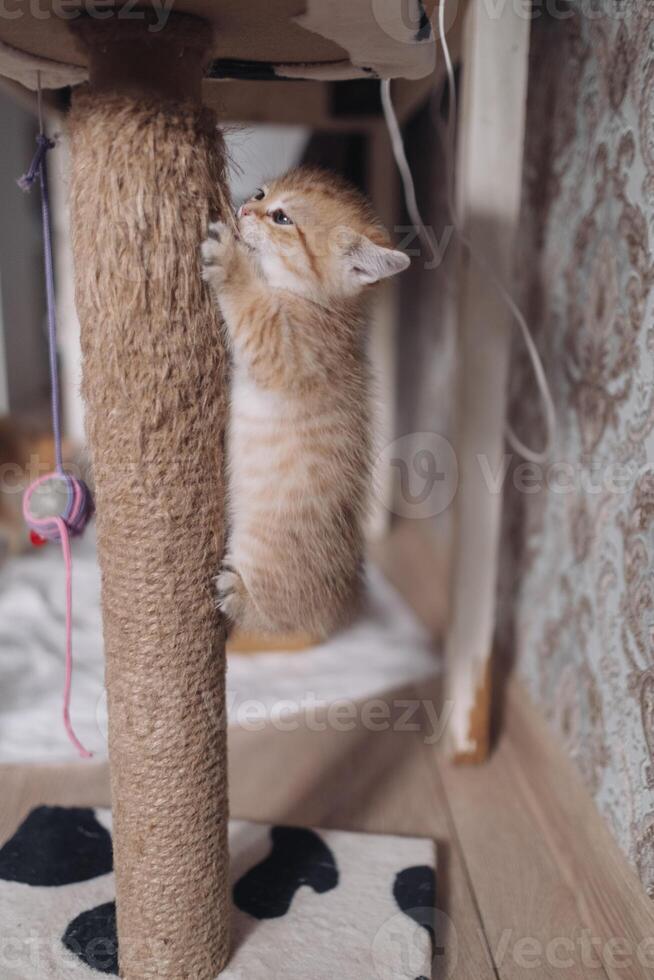 Cute little ginger kitten playing on the scratching post in the room photo