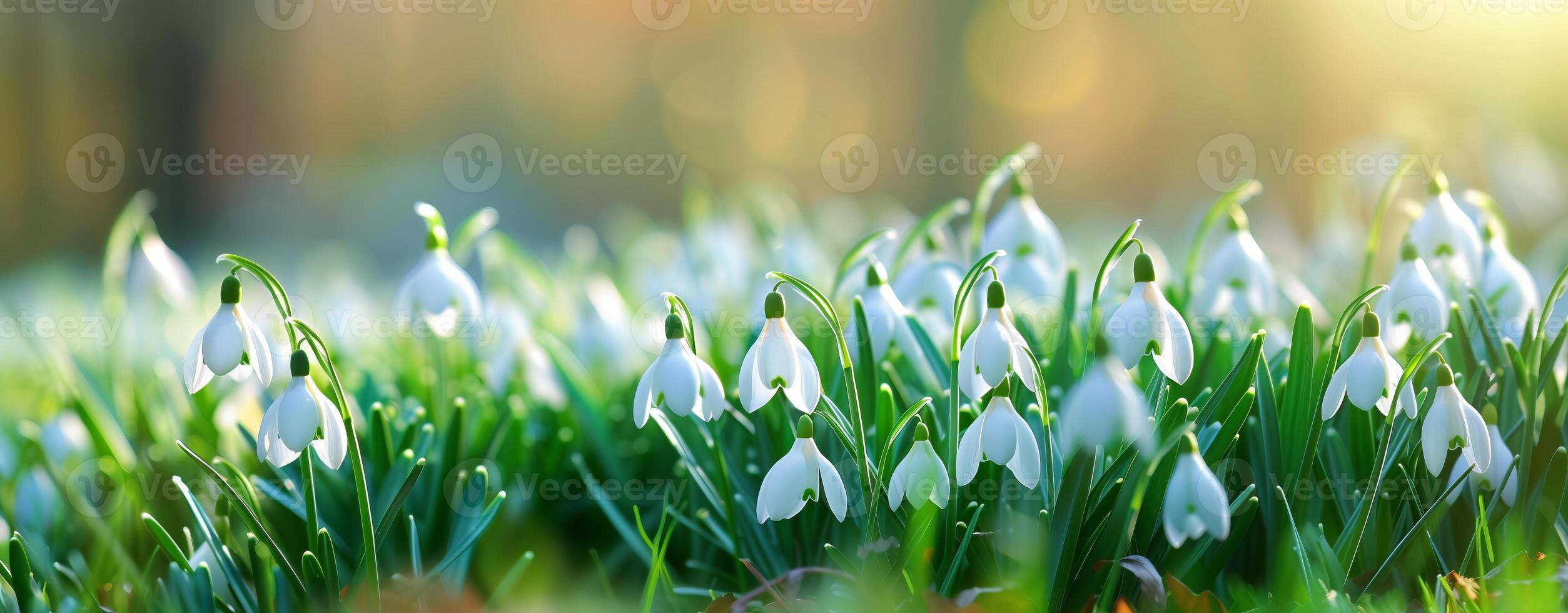 Photo of beautiful spring white flowers with blurred background. the flowers are called snowdrops.