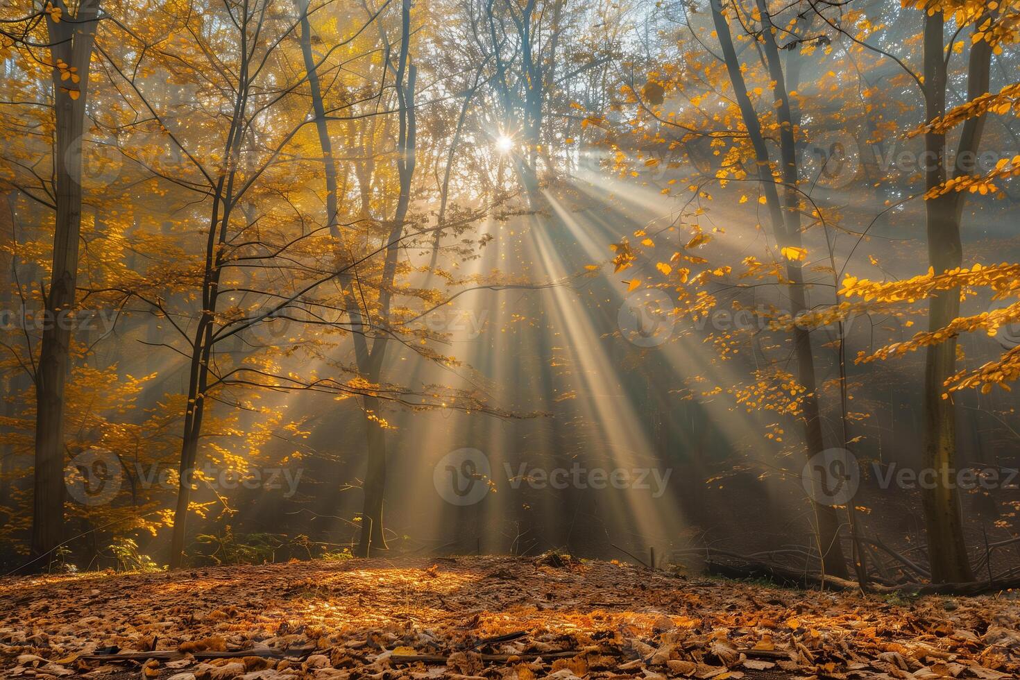 Photo of a fairytale landscape with sunlight streaming through the forest