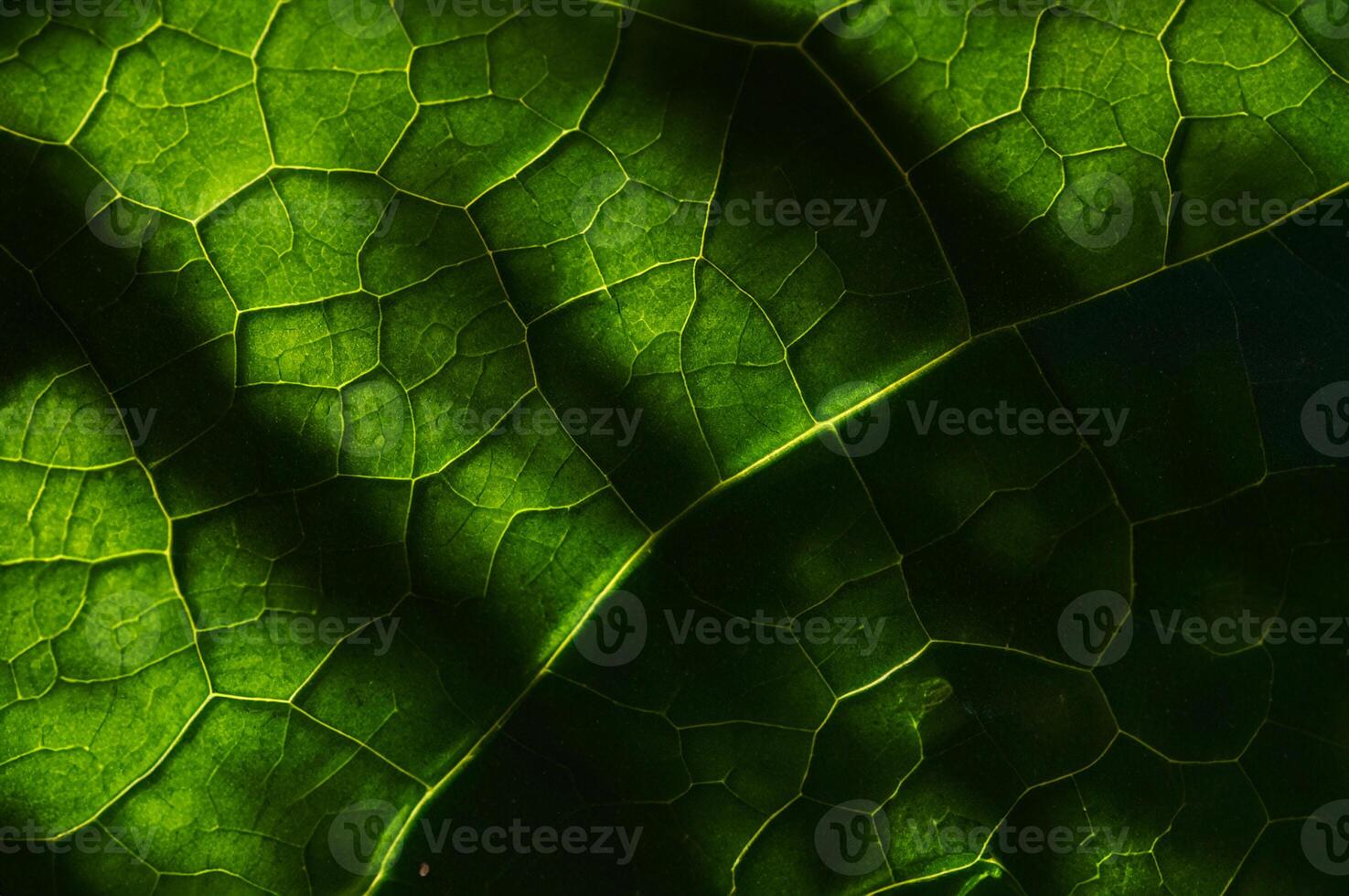 Nature's Tapestry, Beautiful Leaf Pattern Background. photo