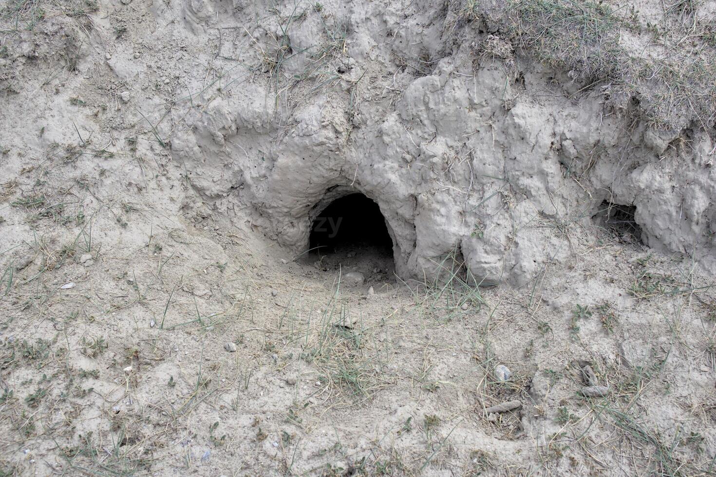 Marmot burrow in Khaplu, Baltistan. photo