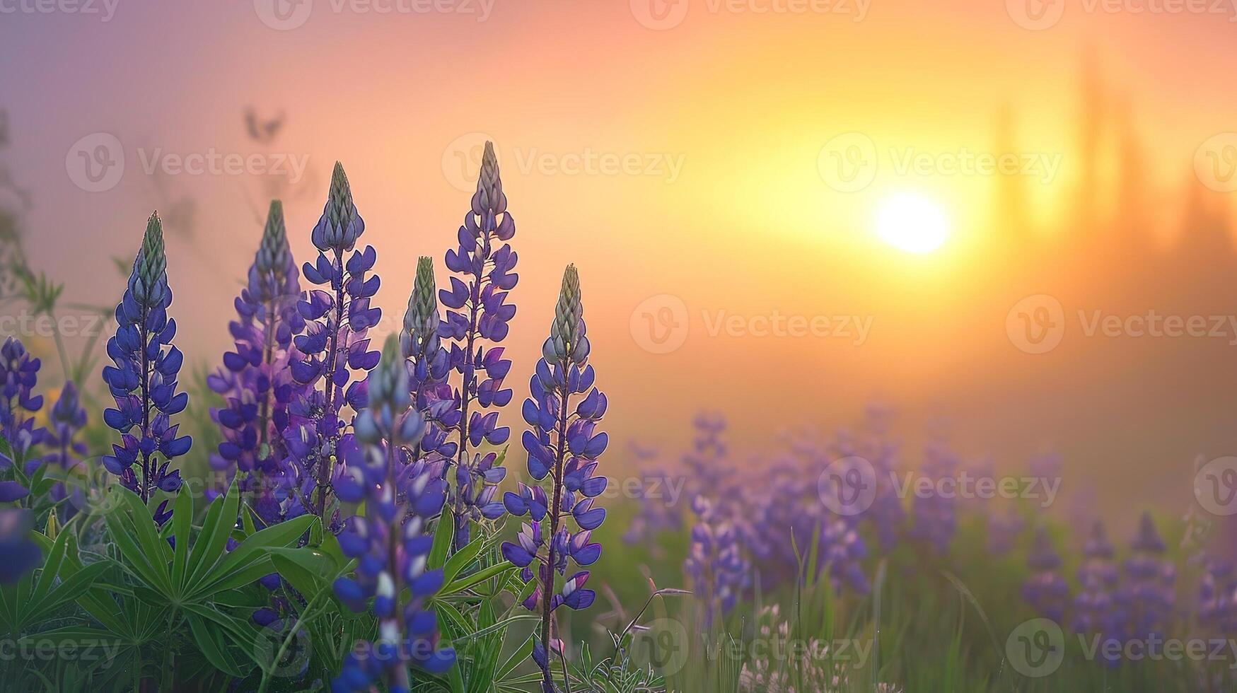 Lavender field at sunrise photo
