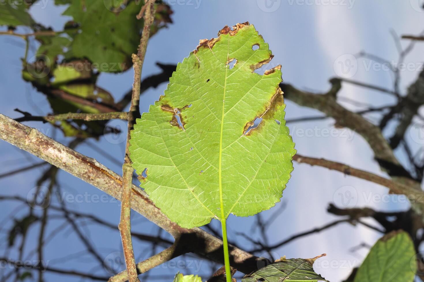 macro photography of autumn leaves on a tree photo